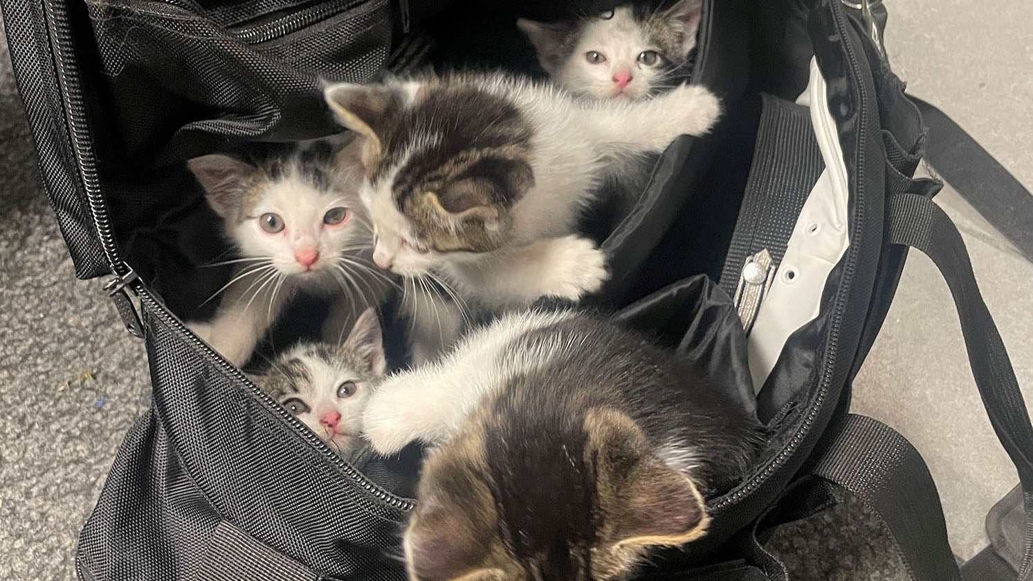 HANDOUT - 16.07.2023, Nordrhein-Westfalen, Menden: Katzenbabys in einer Polizeitasche. Eine ganze Tasche voller Katzenbabys hat eine Polizeistreife im Sauerland eingesammelt. Zeugen hatten die Beamten alarmiert, als sie am Sonntagmorgen gegen 02.30 Uhr auf dem Heimweg von Feierlichkeiten die offenbar ausgesetzten Tiere an einer Bundesstra&szlig;e entdeckten. (zu dpa &laquo;Polizei rettet f&uuml;nf Katzenbabys&raquo;) Foto: -/Kreispolizeibeh&ouml;rde M&auml;rkischer Kreis/dpa - ACHTUNG: Nur zur redaktionellen Verwendung im Zusammenhang mit der aktuellen Berichterstattung und nur mit vollst&auml;ndiger Nennung des vorstehenden Credits +++ dpa-Bildfunk +++