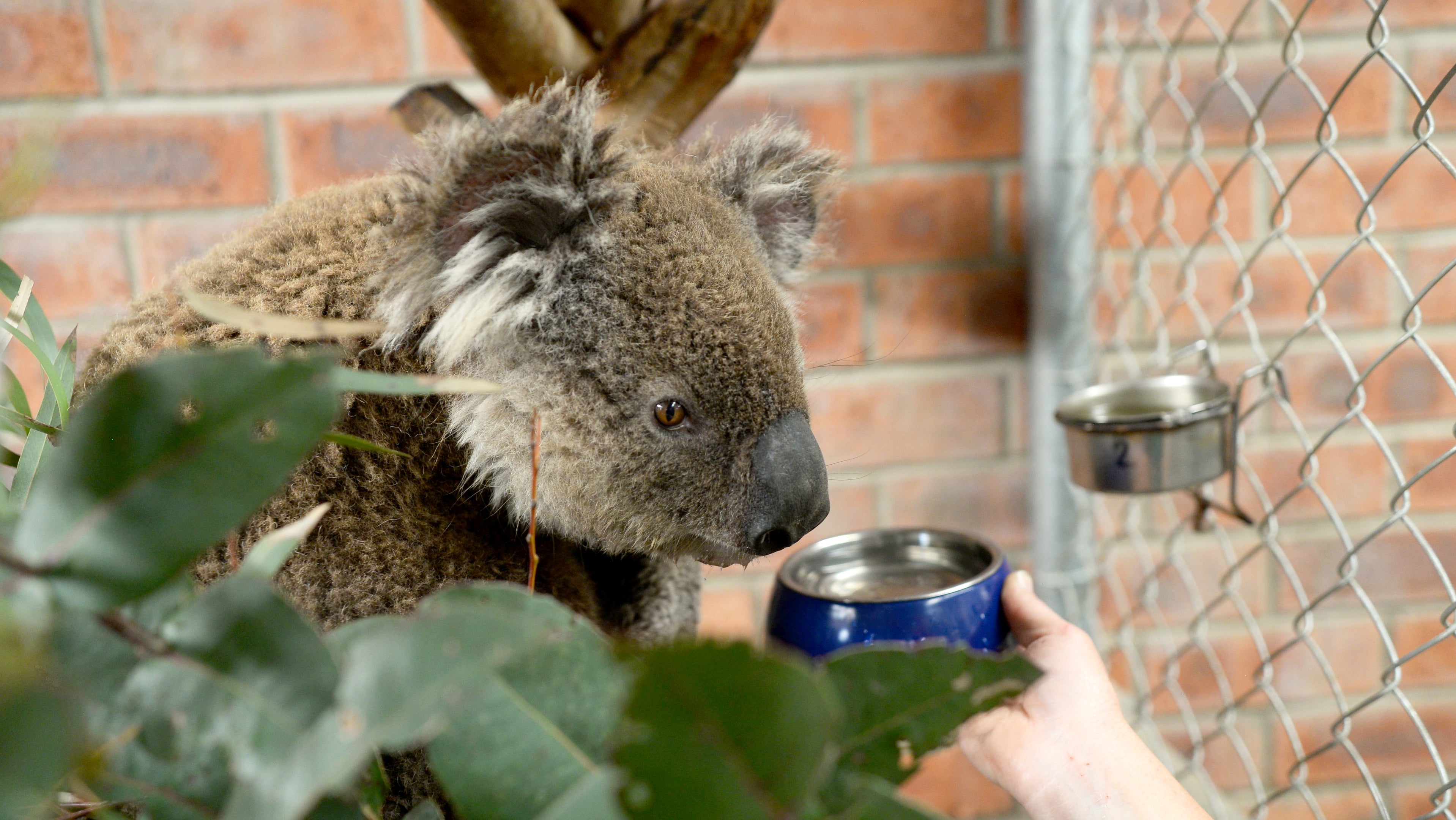 Ian, einem australischen Koala, der einen Buschbrand mit leichten Verletzungen &uuml;berlebt hat, wird ein Sch&auml;lchen Wasser in dem so genannnten "F&uuml;nf-Sterne-Hotel" f&uuml;r gerettete Koalas der Australischen Nationaluniversit&auml;t gereicht
