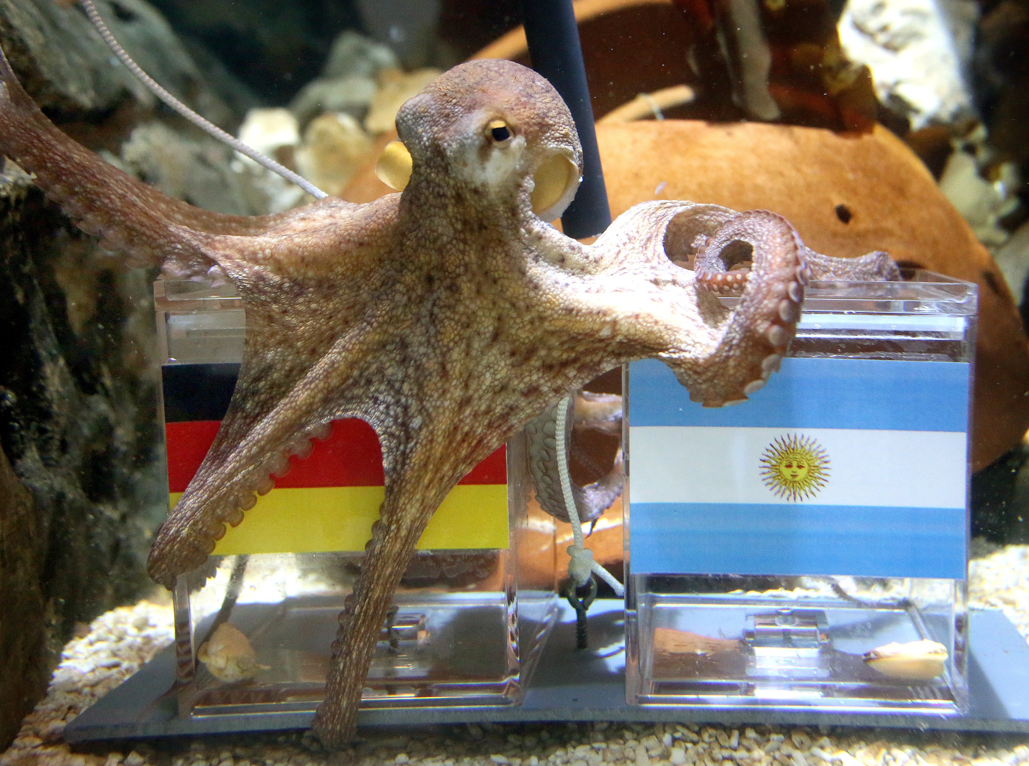 11.07.2014, Nordrhein-Westfalen, M&ouml;nchengladbach: Der Oktopus "kleiner Paul" setzt sich im Sea Life in Oberhausen auf eine Plexiglasbox mit der Deutschlandfahne und frisst eine Muschel. Mit seinen punktgenauen Voraussagen wurde Krake Paul aus dem Aquarium Sea Life in Oberhausen weltber&uuml;hmt. (Roland Weihrauch/dpa)

