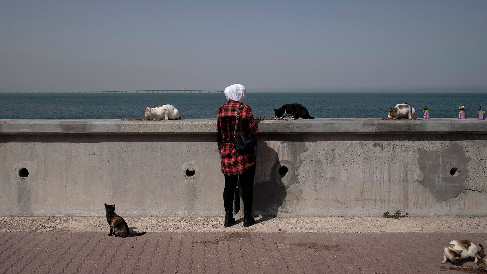 A woman feeds stray cats at the marina in Kuwait City, Feb. 11, 2022. Last summer, birds dropped dead from the sky and shellfish baked to death in the bay. Yet Kuwait stayed silent as the rest of the region&rsquo;s wealthy petrostates joined a chorus of nations setting climate goals ahead of last fall&rsquo;s U.N. climate summit in Glasgow. (AP Photo/Maya Alleruzzo)