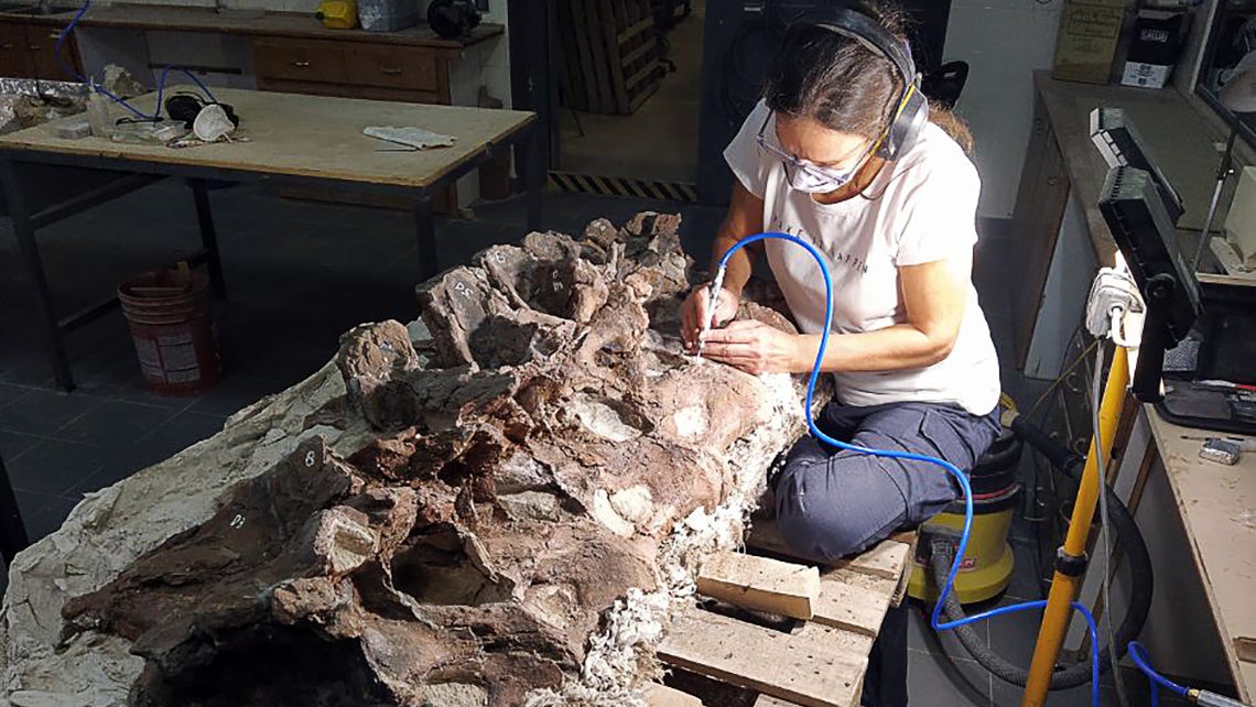 ACHTUNG: Nur zur redaktionellen Verwendung im Zusammenhang mit der aktuellen Berichterstattung und nur mit vollst&auml;ndiger Nennung des Credits

17.04.2026, Argentinien, Trelew: Dieses von SNSB zur Verf&uuml;gung gestellte Foto zeigt die Wirbel eines bislang unbekannten Langhalssauriers, der in Patagonien entdeckt wurde, bei der Pr&auml;paration im Museo Paleontol&oacute;gico Egidio Feruglio. (Amalia Villafa&ntilde;e/SNSB &ndash; Staatliche Naturwissenschaftliche Sammlungen Bayerns/dpa) 
