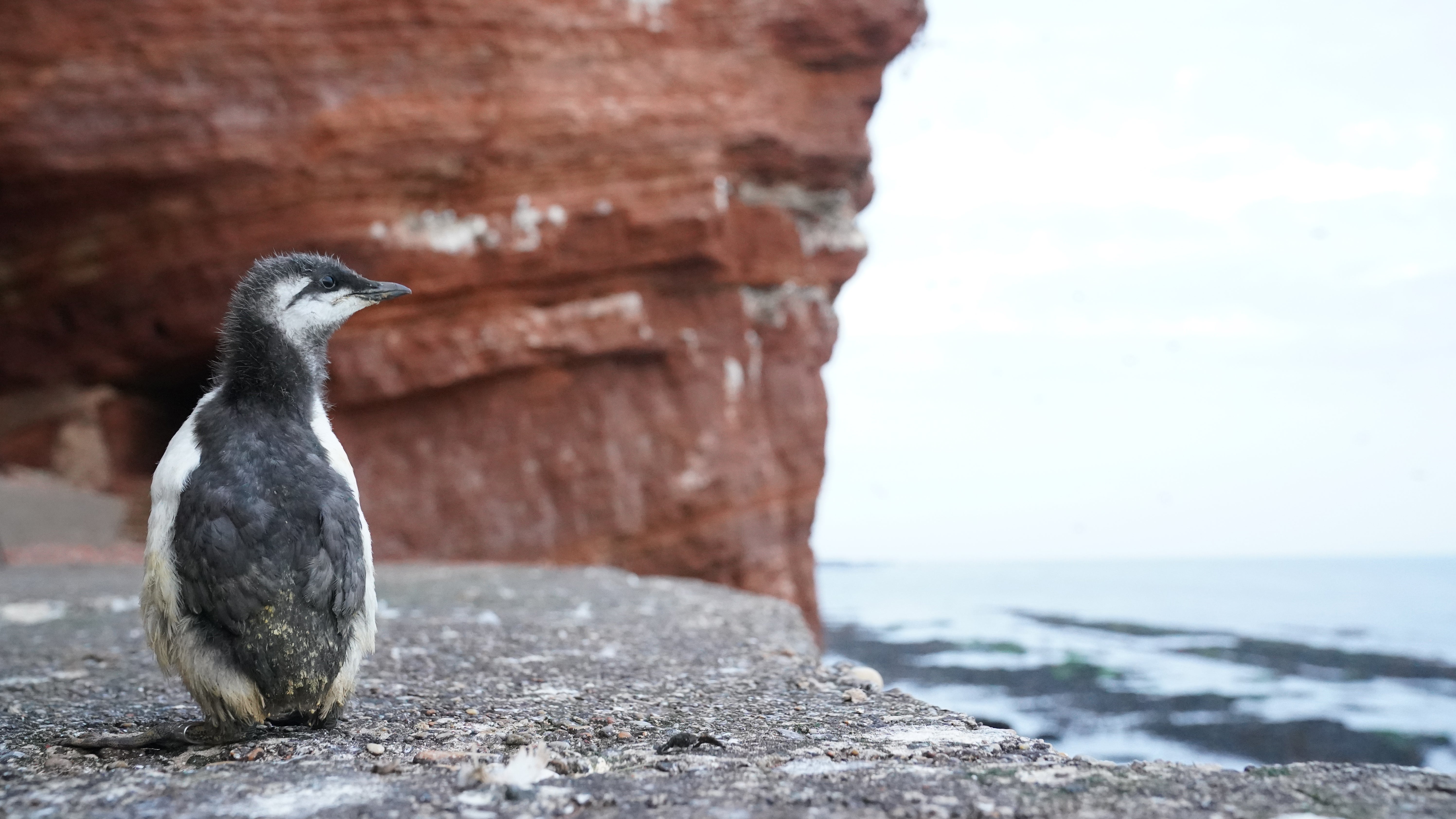 14.06.2021, Schleswig-Holstein, Helgoland: Ein Trottellummenk&uuml;ken ist nach seinem Sprung vom Lummenfelsen auf der Suche nach seinen Eltern. Jedes Jahr Mitte Juni beginnt auf Helgoland ein unvergleichliches Spektakel: Trottellummenk&uuml;ken springen vom Lummenfelsen rund 40 Meter tief zu ihren Eltern ins Wasser. (Marcus Brandt/dpa)

