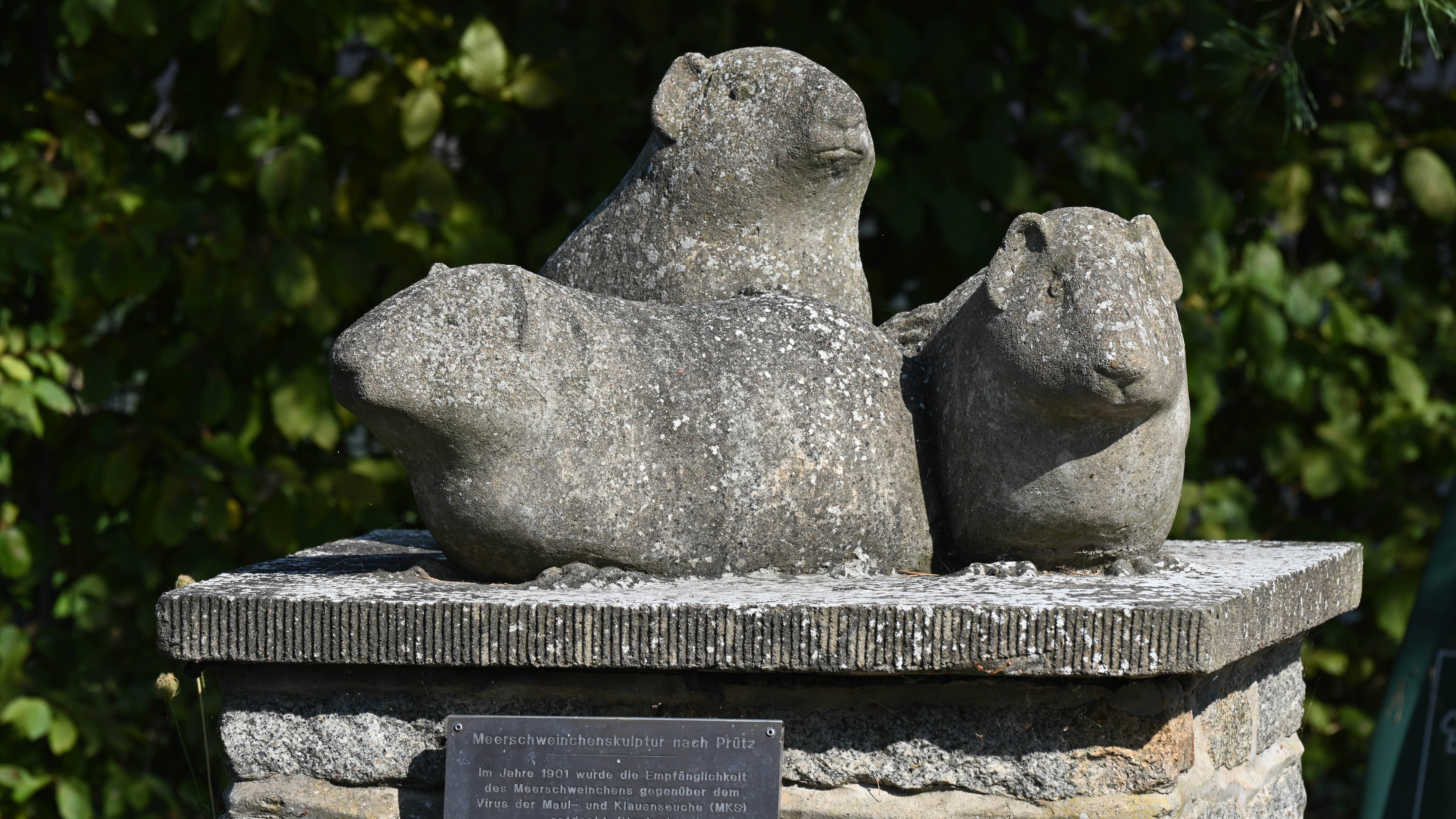 29.08.2024, Mecklenburg-Vorpommern, Greifswald: Das sogenannte Meerschweinchen-Denkmal steht im Stadtteil Riems von Greifswald. (Stefan Sauer/dpa)

