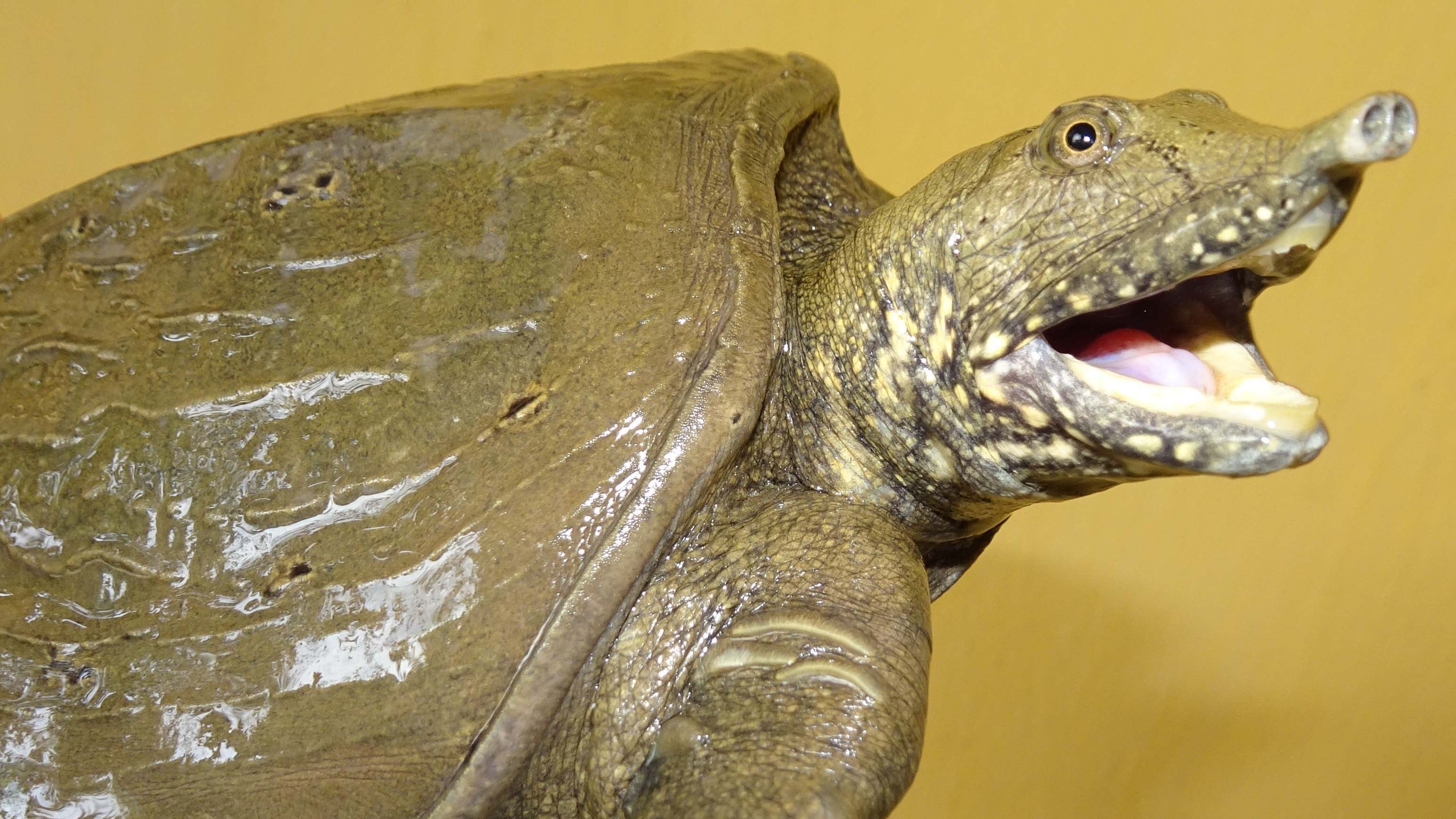 dpatopbilder - HANDOUT - 03.11.2019, Vietnam, -: Der neueste Greater Mekong New Species Report des World Wide Fund For Nature (WWF) wurde ver&ouml;ffentlicht. Hier zu sehen: Pelodiscus variegatus, eine Schildkr&ouml;te mit einem R&uuml;ssel. Im Gebiet des Mekong-Flusses sind in den vergangenen zwei Jahren 110 neue Arten entdeckt worden. Der World Wide Fund For Nature (WWF) nannte S&uuml;dostasien am 16.07. eine &laquo;wahre Schatzkammer f&uuml;r Tiere und Pflanzen&raquo;. (Zu dpa: Mehr als 100 neue Arten in Mekong-Region entdeckt) Foto: Thomas Ziegler/WWF/dpa - ACHTUNG: Nur zur redaktionellen Verwendung im Zusammenhang mit der aktuellen Berichterstattung und nur mit vollst&auml;ndiger Nennung des vorstehenden Credits. Die Bilder d&uuml;rfen ausschlie&szlig;lich im Zusammenhang mit der Pressemitteilung oder dem Projekt, mit inhaltlichen Bez&uuml;gen zum WWF und nur bei Nennung des Copyrights verwendet werden. +++ dpa-Bildfunk +++