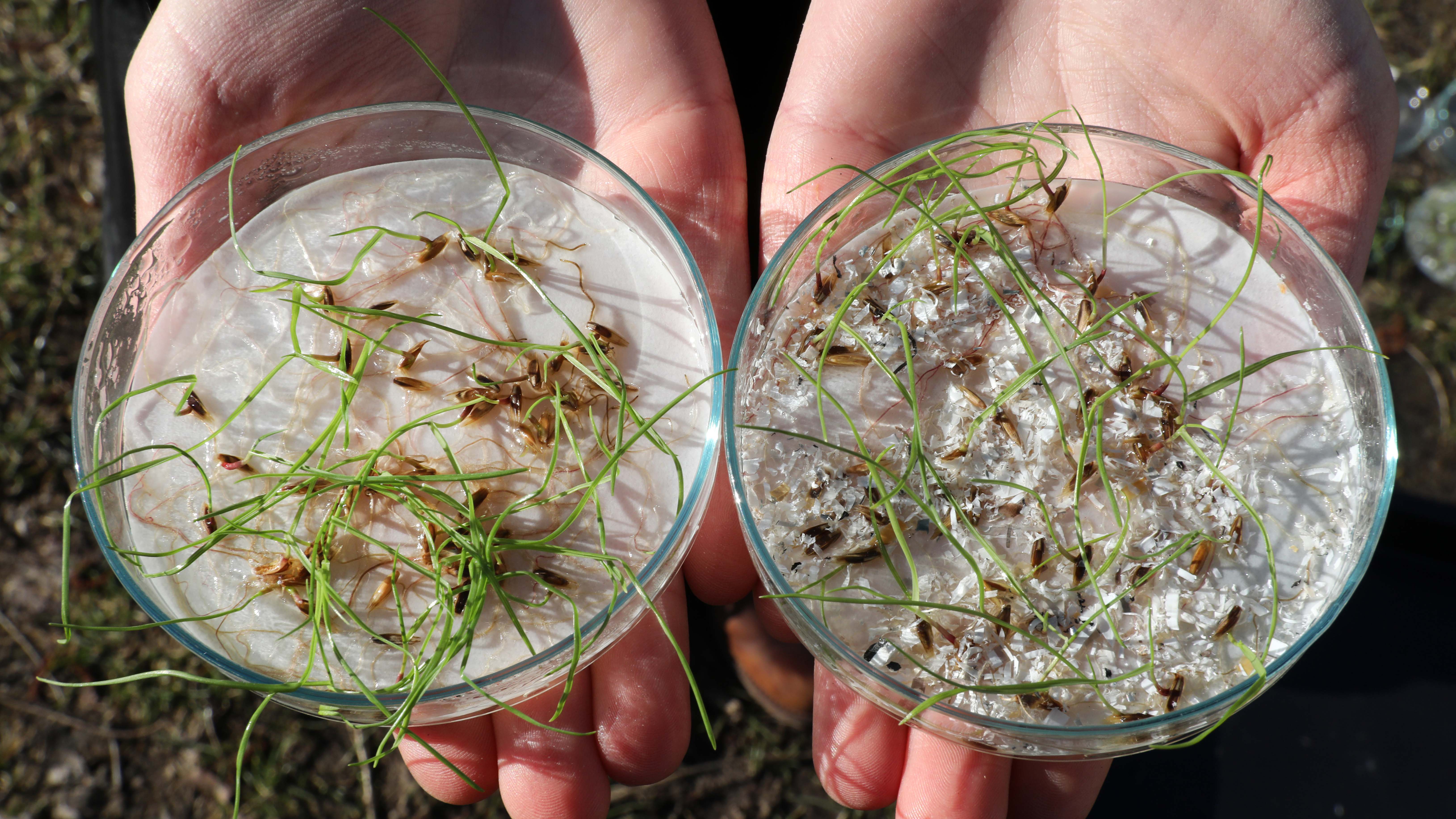 17.03.2021, Mecklenburg-Vorpommern, Rostock: Christina Cornelsen von der Agrar- und Umweltwissenschaftlichen Fakult&permil;t der Universit&permil;t Rostock zeigt Petrischalen mit keimendem Weidelgras: links ohne Mikroplastik, rechts mit PVC im Millimeterbereich. Bei Laborversuchen der Agrarwissenschaftlichen Fakult&permil;t wurde festgestellt, dass die Keimf&permil;higkeit des als Modellpflanze eingesetzten Weidelgrases durch Mikroplastik reduziert wird. Foto: Bernd W&cedil;stneck/dpa-Zentralbild/dpa +++ dpa-Bildfunk +++