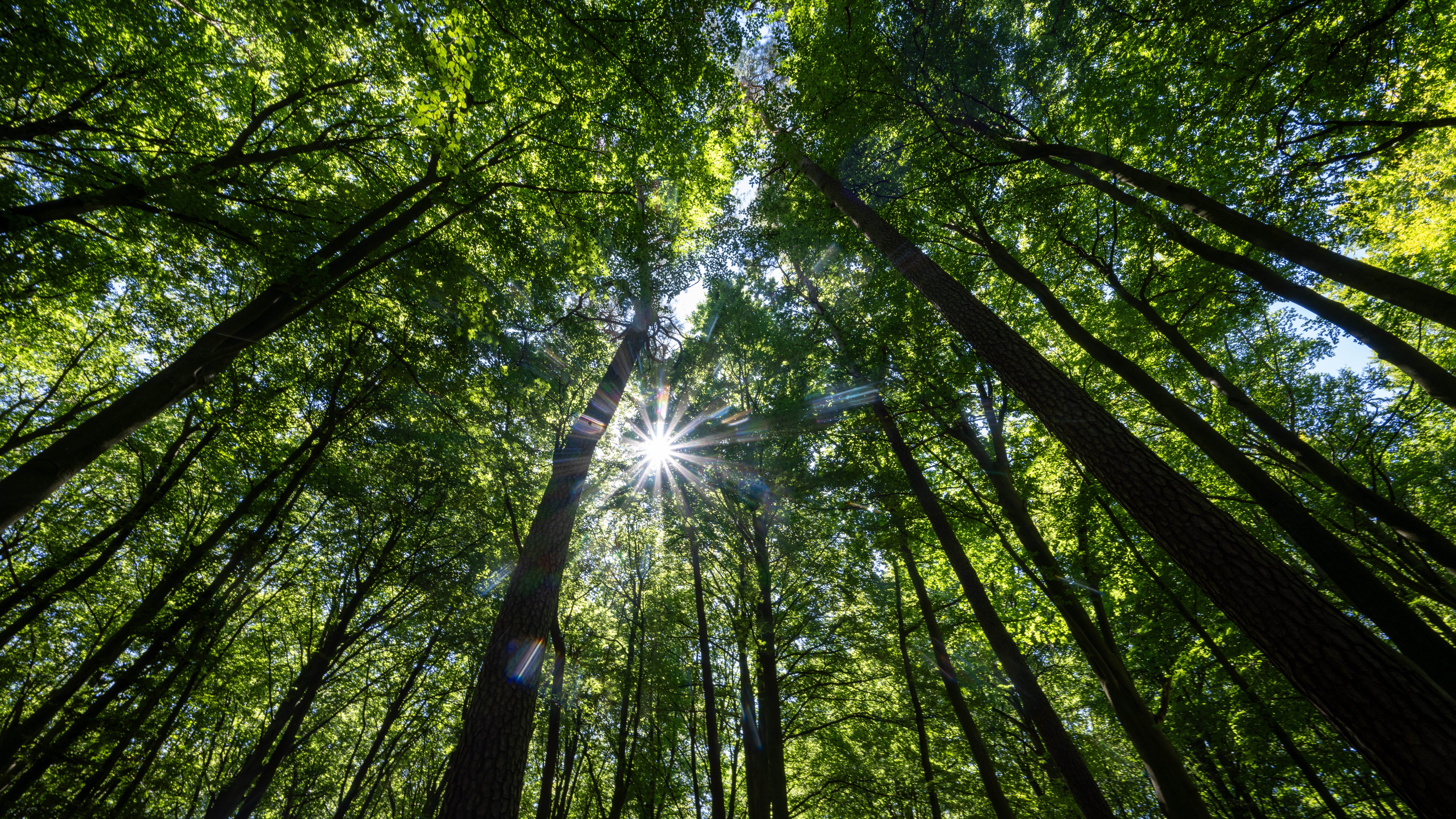 12.08.2024, Brandenburg, Wittstock/Dosse: Die Sonne scheint durch die gr&uuml;nen Bl&auml;tter der B&auml;ume in einem Wald. (Monika Skolimowska/dpa)

