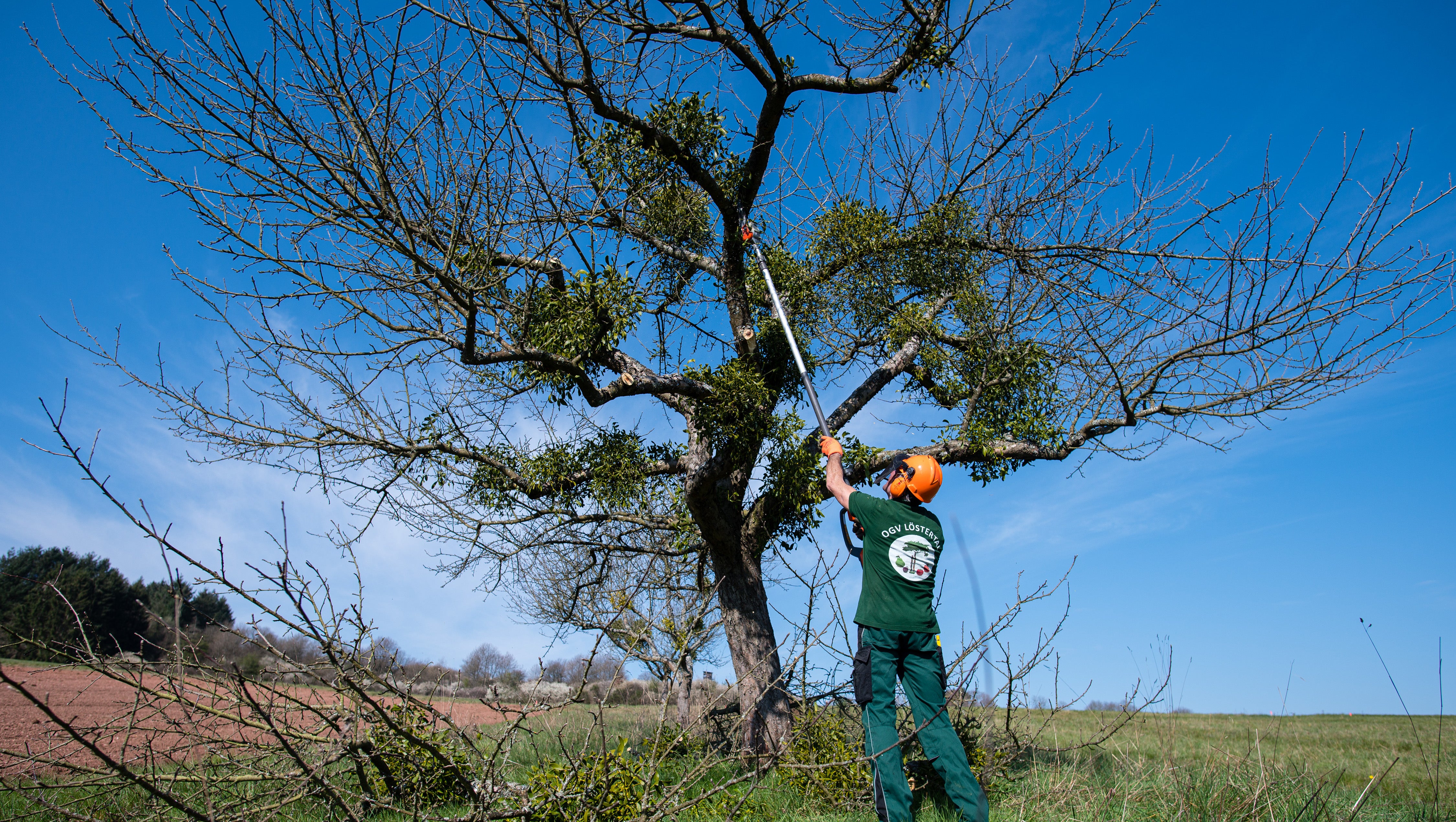 Manfred Rappold, Vorsitzender des Obst- und Gartenbauvereins L&ouml;stertal, schneidet einen Apfelbaum, auf dem Misteln wachsen.