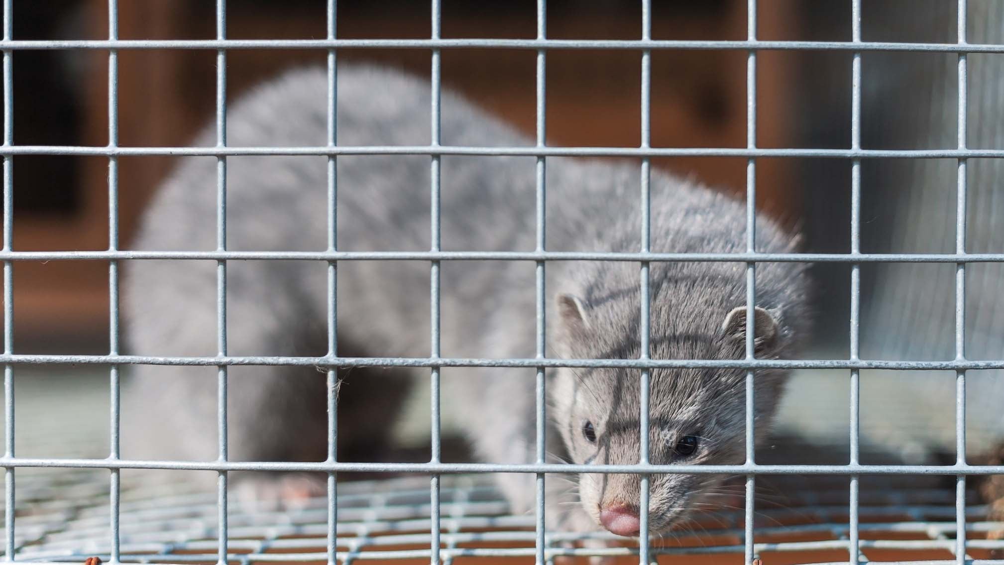 silver mink in a cage