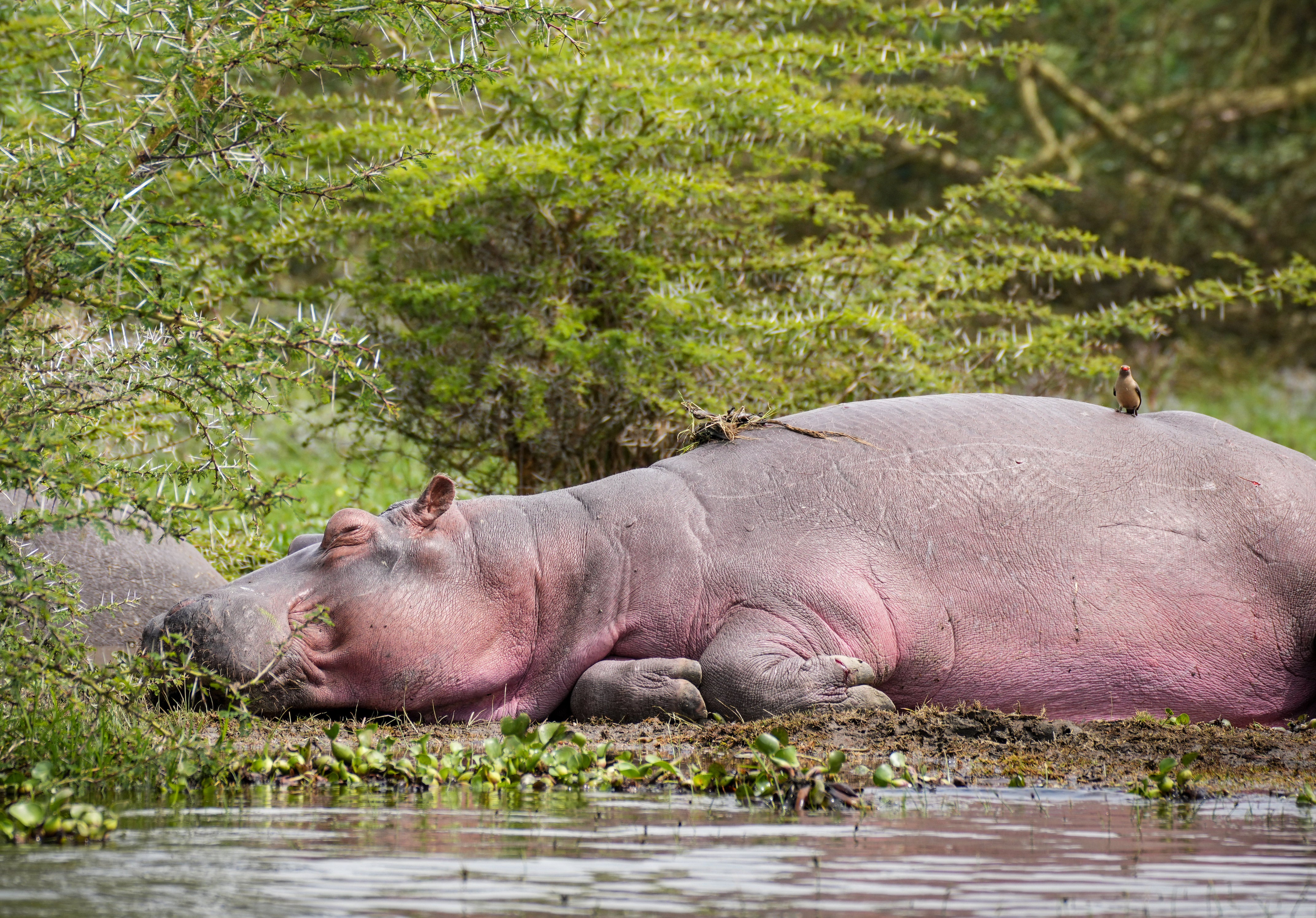 Kenia, Nakuru: Ein Flusspferd ruht am Ufer des Naivasha-Sees. Der Naivasha-See, der im Gro&szlig;en Grabenbruch in Kenia auf einer H&ouml;he von etwa 1.900 Metern liegt, ist ein S&uuml;&szlig;wassersee. Nilpferde k&ouml;nnen sehr aggressiv werden, wenn sie sich in ihrem Territorium gest&ouml;rt f&uuml;hlen. (Symbolbild) (Li Yahui/XinHua/dpa)