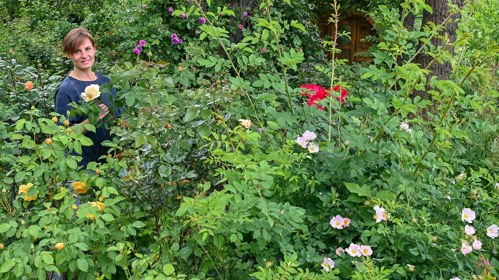 01.06.2022, Brandenburg, Zechin: Zwischen bl&uuml;henden Rosen steht Susanne Reid, die zusammen mit ihrem Mann, im ehemaligen Pfarrhaus wohnt. Am Wochenende 11. und 12.06.2022 finden im Oderbruch die &laquo;Offenen G&auml;rten&raquo; statt. 22 Gartenbesitzer laden in ihre gr&uuml;nen Oasen ein. (zu dpa "Warum englische Rosen &uuml;ppig im Oderbruch bl&uuml;hen") Foto: Patrick Pleul/dpa +++ dpa-Bildfunk +++