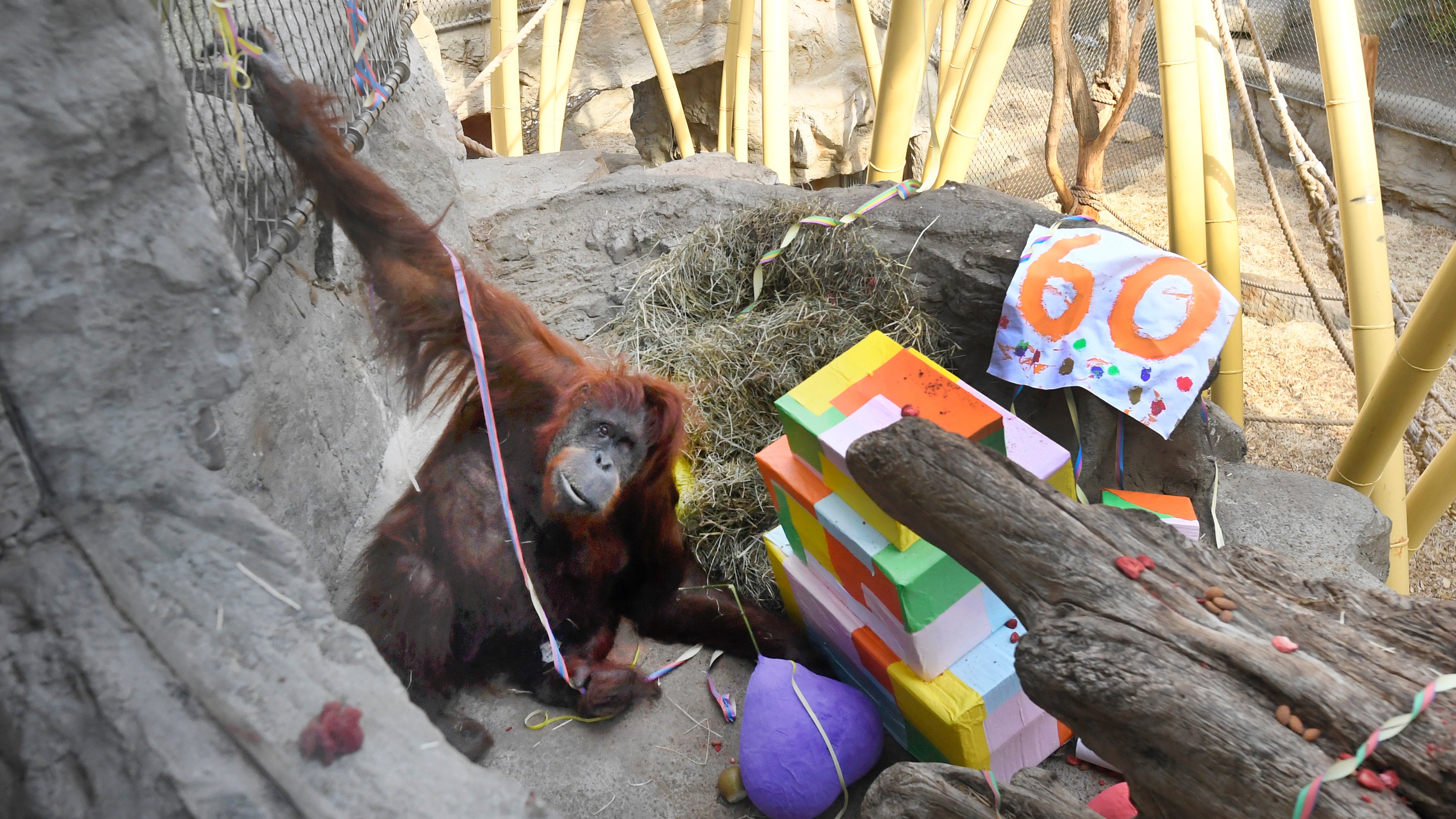 19.03.2022, Nordrhein-Westfalen, Gelsenkirchen: Das Orang-Utan-Weibchen Kasih feiert im Zoo 60. Geburtstag. Kasih kam am 19. M&auml;rz 1962 im Zoo Basel zur Welt. In der Natur haben Sumatra-Orang-Utans eine Lebenserwartung von etwa 40 Jahren. In europ&auml;ischen Zoos ist Kasih den Angaben zufolge der zweit&auml;lteste Orang-Utan. Foto: Roberto Pfeil/dpa +++ dpa-Bildfunk +++