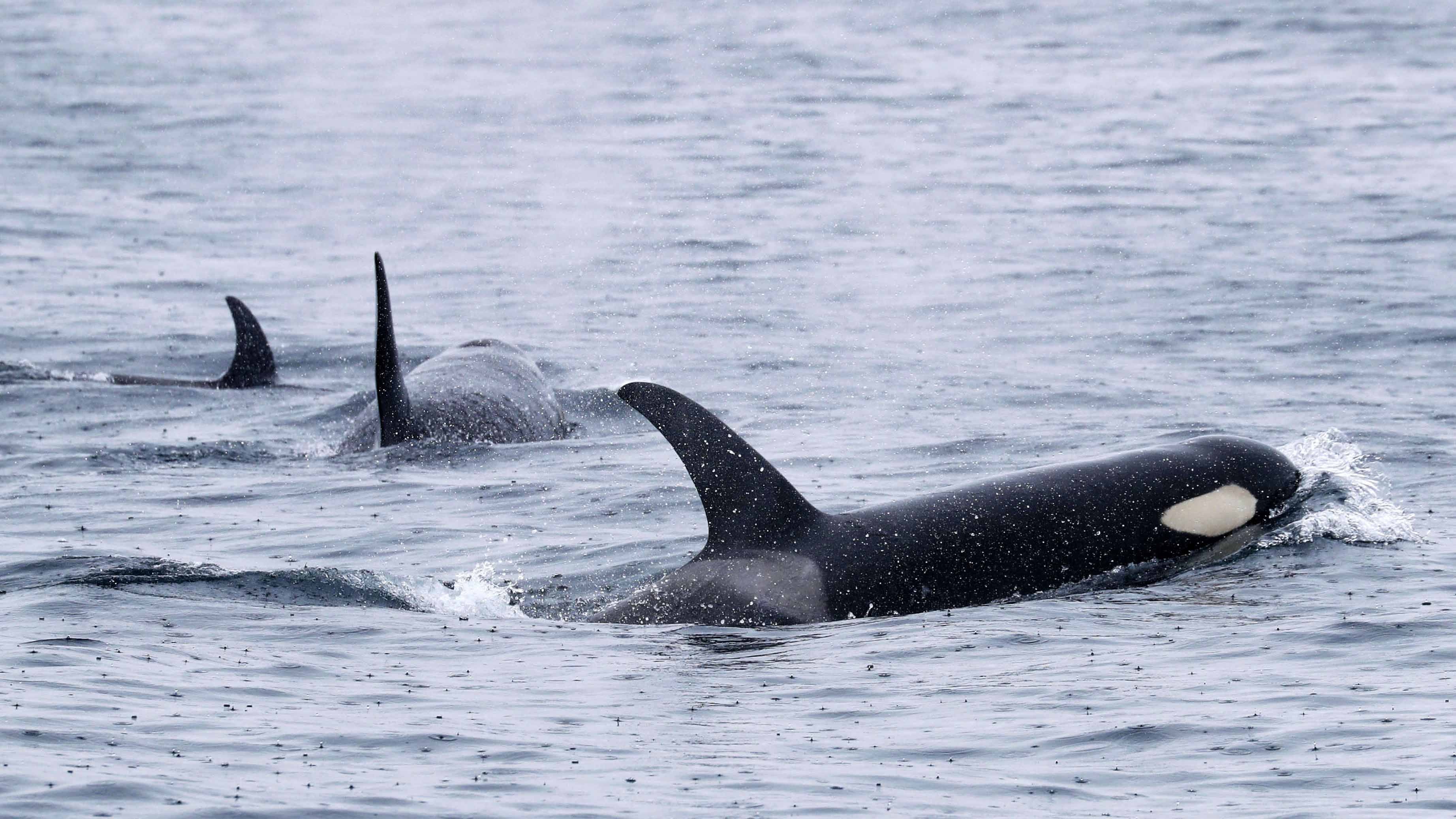 Gruppe von Orcas schwimmt nahe der K&uuml;ste der Shiretoko-Halbinsel vor Rausu, Hokkaido, Japan, am 22. Juni 2018. Die schwarz-wei&szlig;en Schwertwale gleiten durch das ruhige, k&uuml;hle Wasser unter bew&ouml;lktem Himmel, mit einem bewaldeten K&uuml;stenstreifen im Hintergrund. 