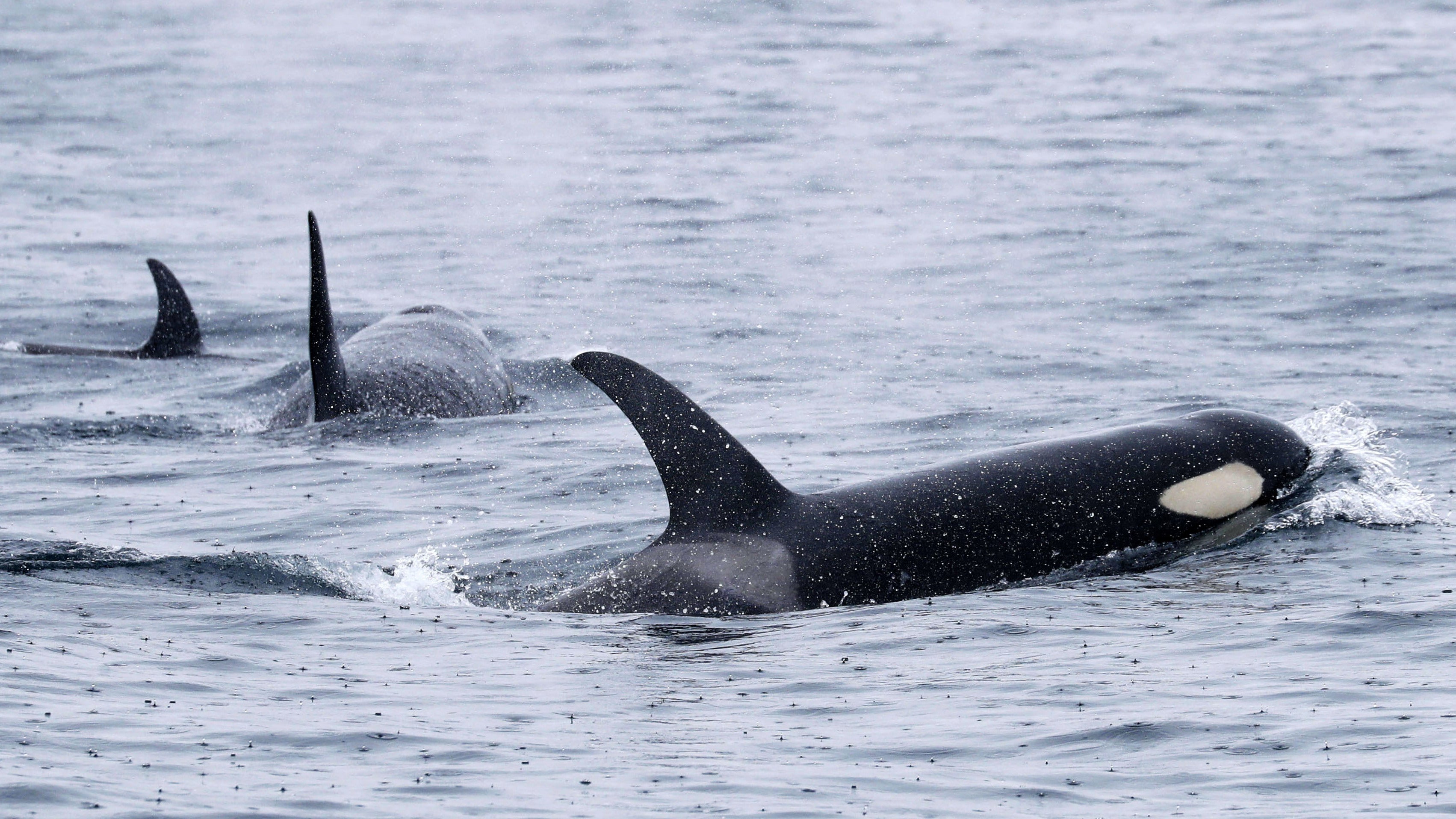22.06.2018, Japan, Rausu: Orcas schwimmen vor der Halbinsel Shiretoko an der Nordostspitze der Insel Hokkaido. Orcas sind sehr soziale Tiere: Forschende vermuten, dass sie sich gegenseitig bei der K&ouml;rperpflege helfen. (Archivbild) (Kyodo/dpa)