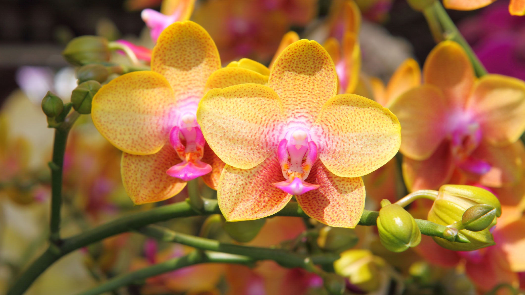 Beautiful orchids.