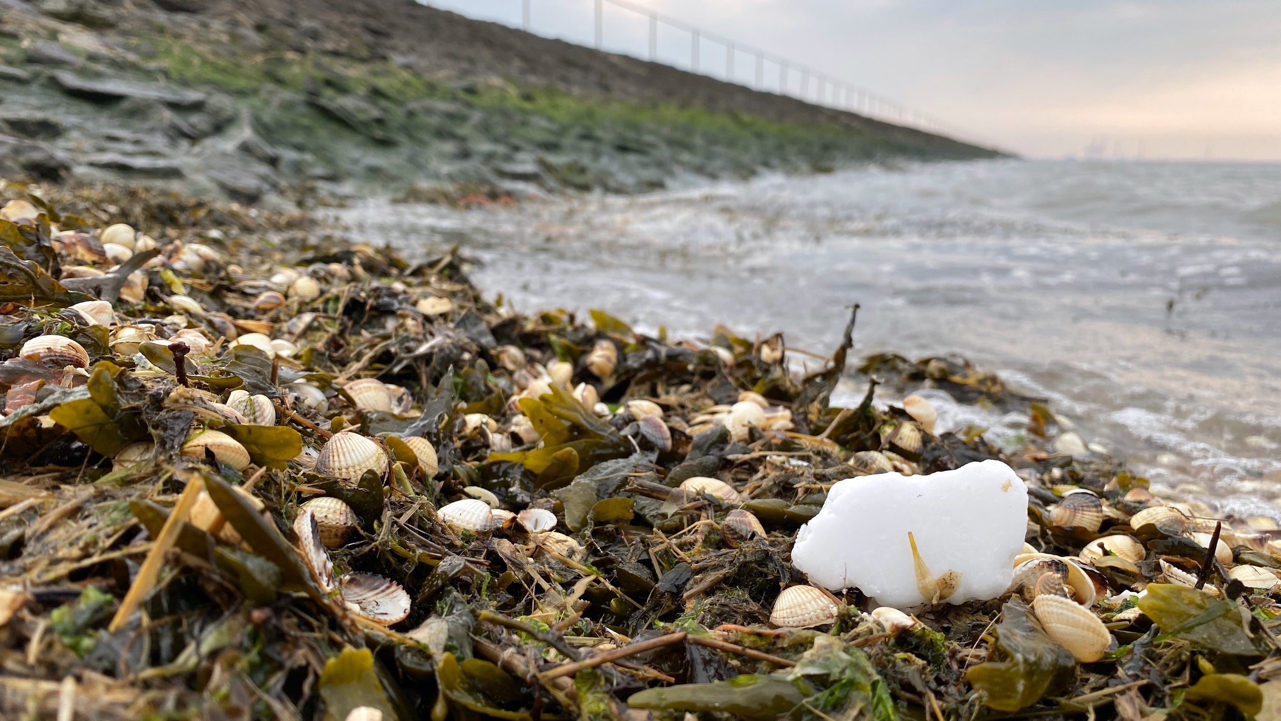 Butjadingen: Ein wei&szlig;er, wachsartiger Klumpen liegt auf Algen angesp&uuml;lt am Nordseestrand von Butjadingen. 