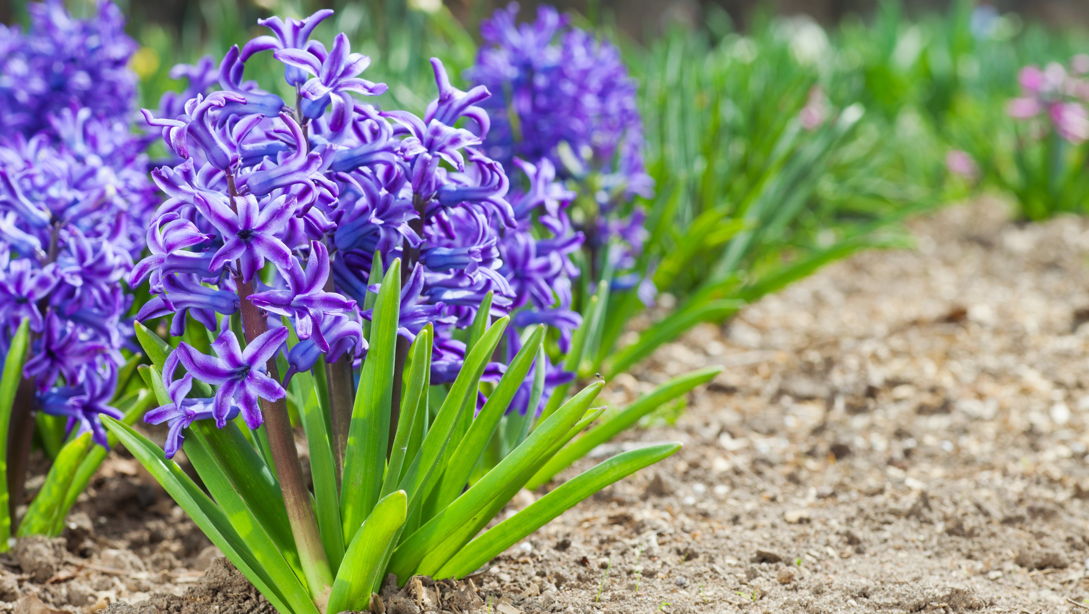 Hyazinthen bl&uuml;hen in einem Beet