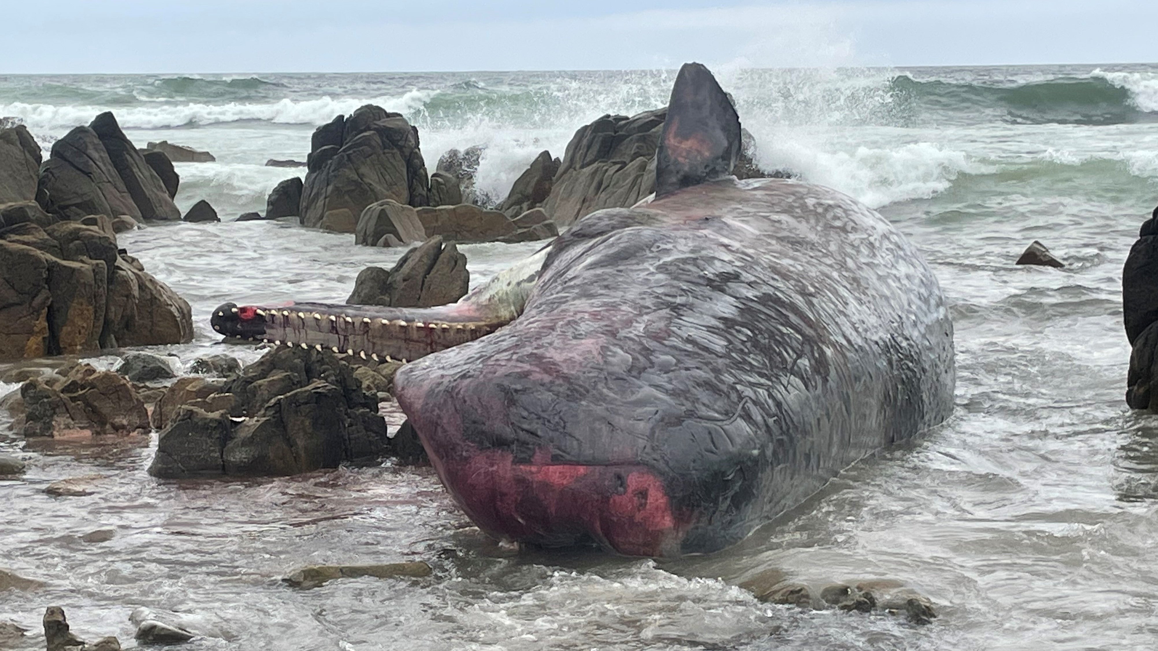 Australien, King Island: Ein vom Department of Natural Resources and Environment Tasmania zur Verf&uuml;gung gestelltes Bild zeigt einige der mehr als ein Dutzend toten Pottwale, die auf King Island, n&ouml;rdlich von Tasmanien, angeschwemmt wurden. Foto: Supplied/Department of Natural Resources and Environment Tasmania/AAP/dpa - ACHTUNG: Nur zur redaktionellen Verwendung im Zusammenhang mit der aktuellen Berichterstattung und nur mit vollst&auml;ndiger Nennung des vorstehenden Credits +++ dpa-Bildfunk +++

