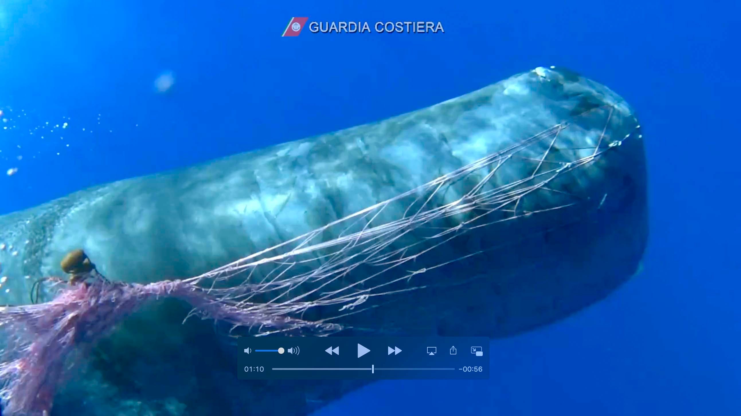 HANDOUT - 19.07.2020, Italien, ---: Ein Wal hat sich in einem Fischernetz in der N&permil;he der Liparischen Inseln im Mittelmeer verheddert (Videostandbild). Taucher der italienischen K&cedil;stenwache (Guardia Costiera) arbeiteten daran, den Pottwal aus dem Netz zu befreien. Illegaler Fischfang ist keine Seltenheit vor den Liparischen Inseln (&fnof;olischen Inseln), die zu Sizilien geh&circ;ren. Foto: Uncredited/Italian Coast Guard/AP/dpa - ACHTUNG: Nur zur redaktionellen Verwendung und nur mit vollst&permil;ndiger Nennung des vorstehenden Credits +++ dpa-Bildfunk +++