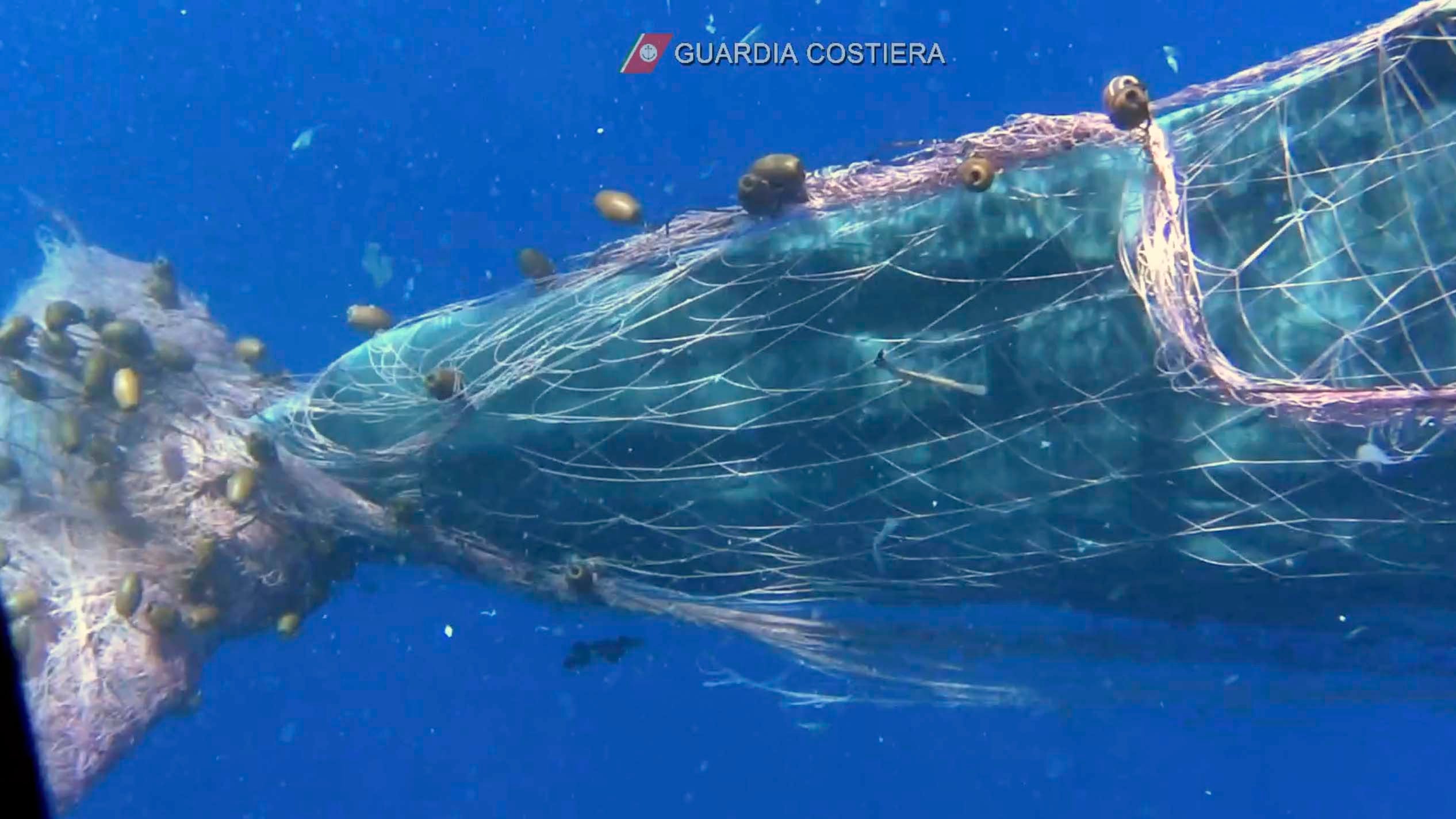 HANDOUT - 19.07.2020, Italien, ---: Ein Wal hat sich in einem Fischernetz in der N&permil;he der Liparischen Inseln im Mittelmeer verheddert (Videostandbild). Taucher der italienischen K&cedil;stenwache (Guardia Costiera) arbeiteten daran, den Pottwal aus dem Netz zu befreien. Illegaler Fischfang ist keine Seltenheit vor den Liparischen Inseln (&fnof;olischen Inseln), die zu Sizilien geh&circ;ren. Foto: Uncredited/Italian Coast Guard/AP/dpa - ACHTUNG: Nur zur redaktionellen Verwendung und nur mit vollst&permil;ndiger Nennung des vorstehenden Credits +++ dpa-Bildfunk +++