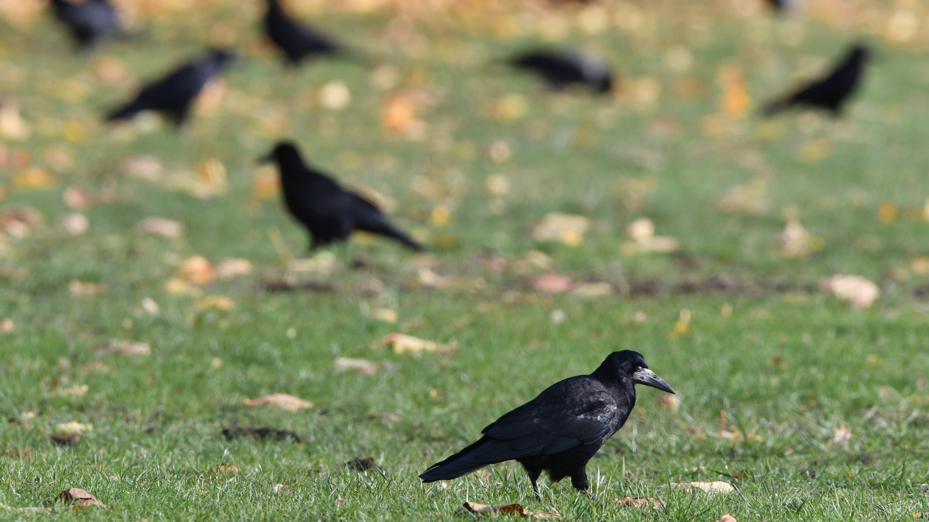 Saatkr&auml;hen und Nebelkr&auml;hen stehen in Berlin auf dem Tempelhofer Feld auf einer Wiese.