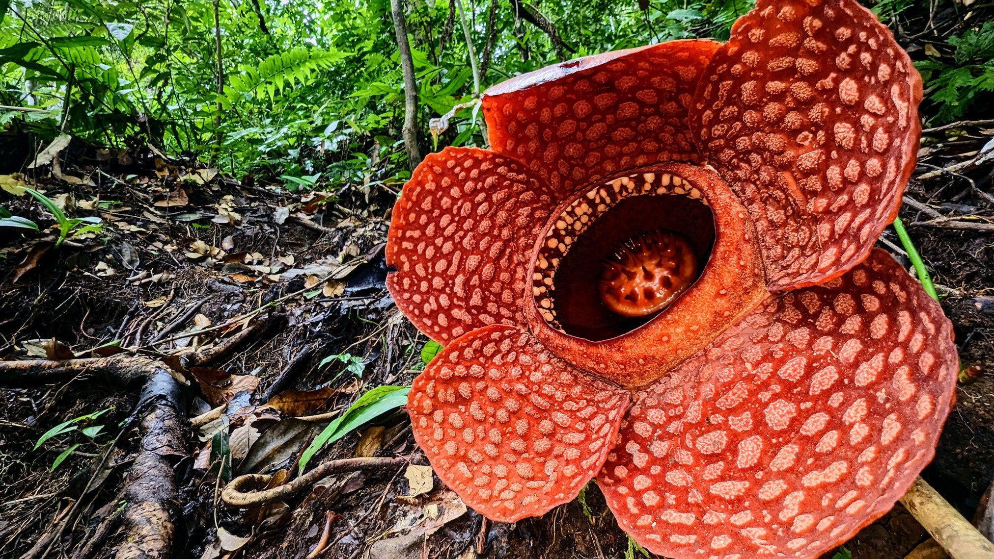 20.09.2023, Indonesien, Sumatra: Rafflesia kemumu im Regenwald von Sumatra. Rafflesien sind ein Wunderwerk der Natur und gelten als die gr&ouml;&szlig;ten und &uuml;belriechendsten Blumen der Welt. (Chris Thorogood/dpa)