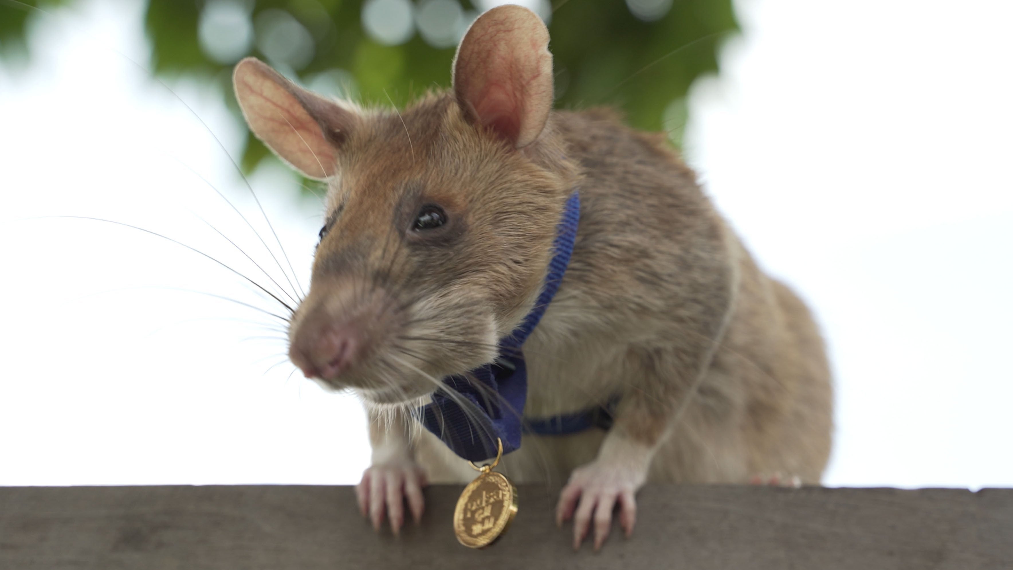Die kambodschanische Ratte Magawa tr&auml;gt eine kleine Goldmedaille um den Hals.