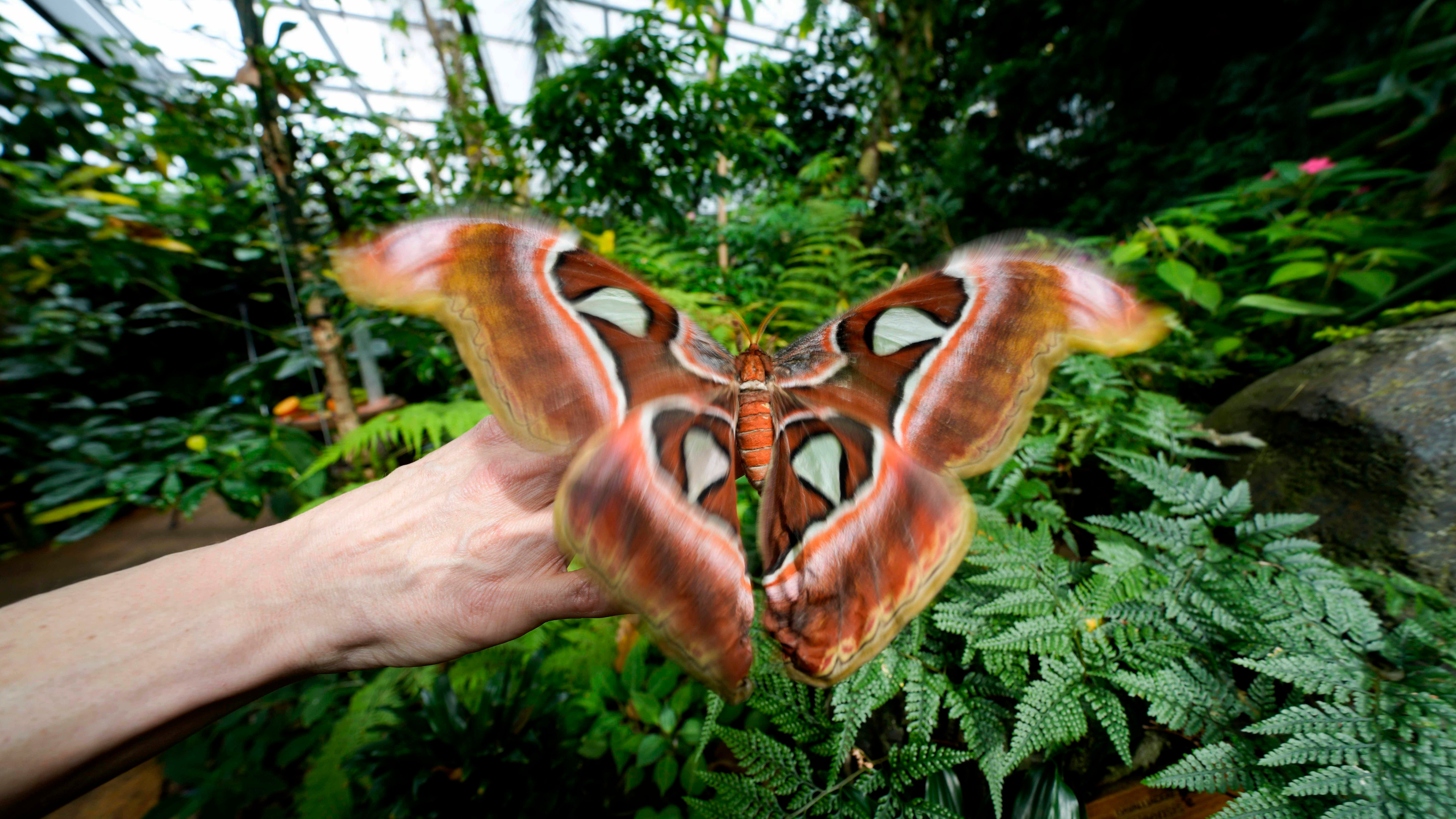 Die Ornithologin Francesca Rossi h&auml;lt ein neugeborenes Attacus lorquinii-Weibchen im Gew&auml;chshaus des Museo delle Scienze (MUSE) (AP Photo/Luca Bruno)