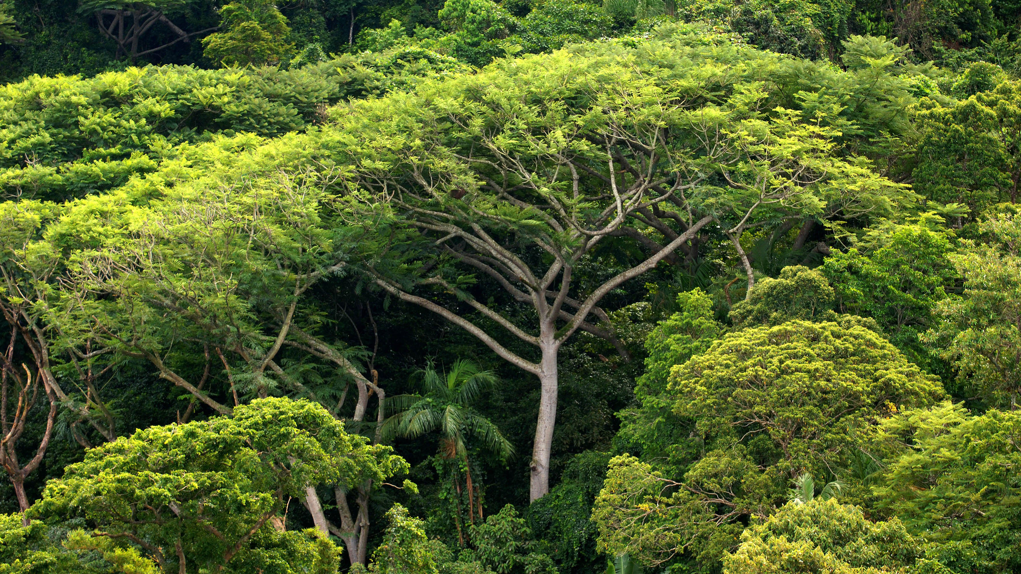 ARCHIV - 05.01.2006, Brasilien, Sao Paulo: Dichter Atlantischer Regenwald auf der Insel do Cardoso. Im Atlantischen Regenwald im S&uuml;dosten Brasiliens kommt indigenen V&ouml;lkern beim Schutz des Waldes und damit auch des Klimas eine entscheidende Bedeutung zu. (zu dpa &laquo;Studie: Indigene sch&uuml;tzen auch Atlantischen Regenwald in Brasilien&raquo;) Foto: Ralf Hirschberger/dpa-Zentralbild/dpa +++ dpa-Bildfunk +++

