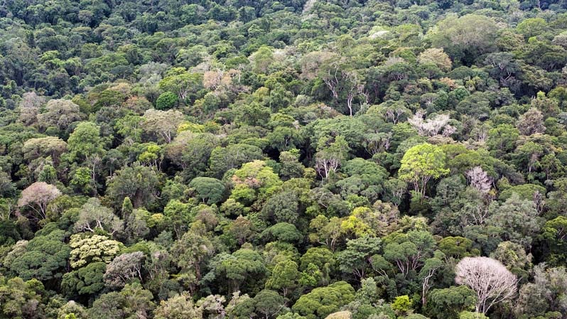 HANDOUT - 20.01.2017, Brasilien, -: Unber&uuml;hrter Regenwald 30 Meilen s&uuml;d&ouml;stlich des Nationalparks Tumucumaque. Im Bundesstaat Amap&aacute;, an der Grenze zu Franz&ouml;sisch-Guayana und der fr&uuml;heren niederl&auml;ndischen Kolonie Suriname, erstreckt sich der Tumucumaque-Nationalpark &uuml;ber eine Fl&auml;che von mehr als 38 000 Quadratkilometern. (zu dpa &laquo;Der Arche Noah gleich: 20 Jahre Regenwald-Schutzgebiet in Brasilien&raquo;) Foto: Daniel Beltr&aacute;/Greenpeace United Kingdom/dpa - ACHTUNG: Nur zur redaktionellen Verwendung im Zusammenhang mit der aktuellen Berichterstattung und nur mit vollst&auml;ndiger Nennung des vorstehenden Credits +++ dpa-Bildfunk +++