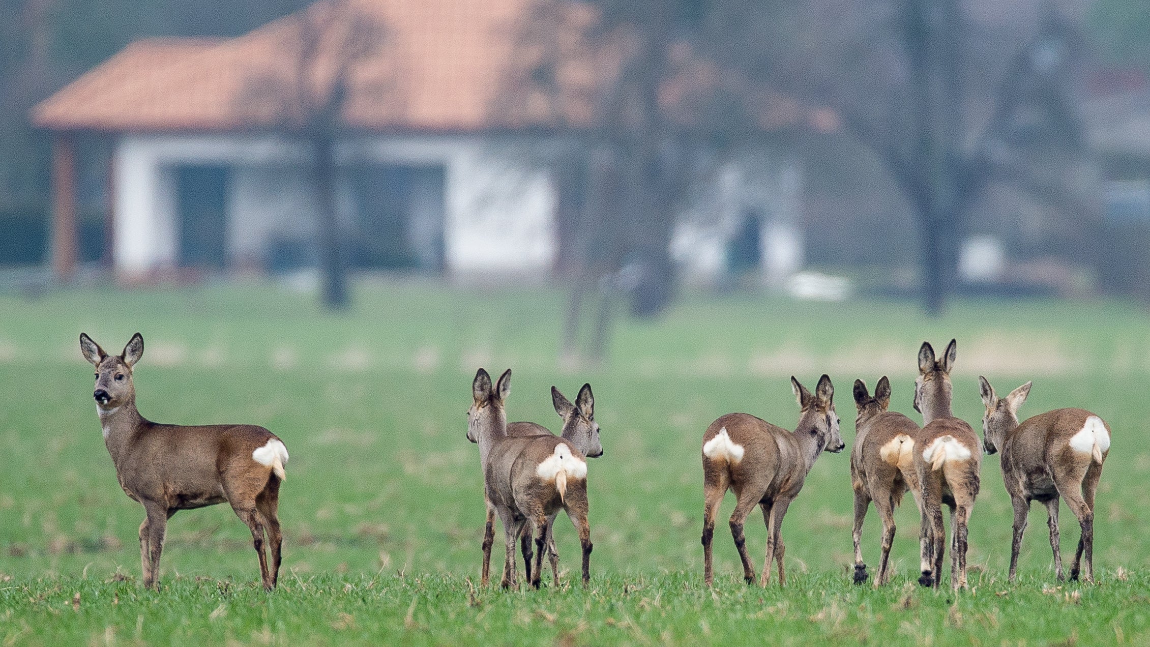 Brandenburg, Sachsendorf: Rehe stehen im Januar im Oderbruch nahe Sachsendorf auf einem Acker. 