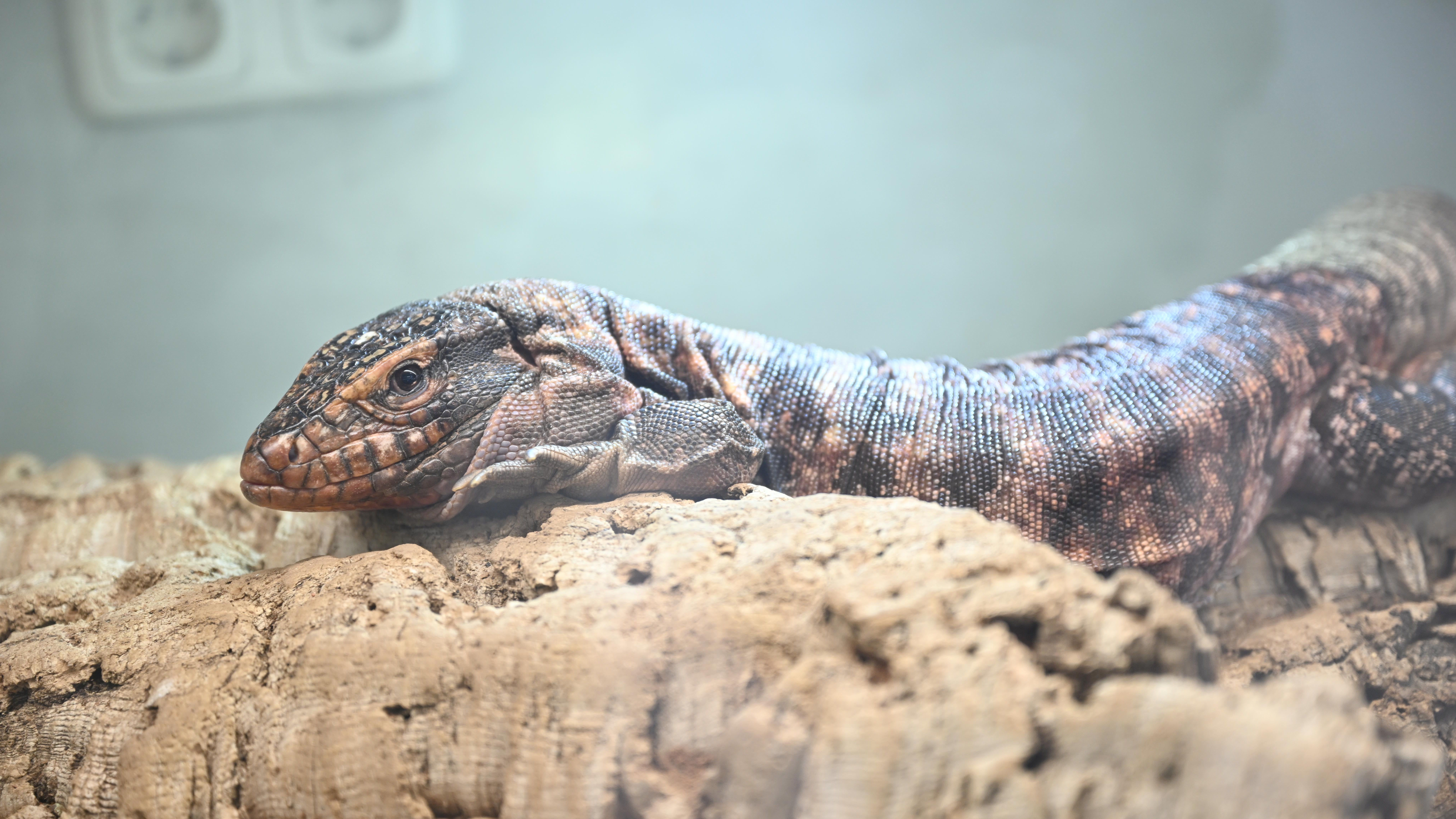 Bayern, M&uuml;nchen: Ein Roter Teju ist in der Reptilienauffangstation f&uuml;r exotische Tiere in einem Terrarium zu sehen. Wegen steigender Energiekosten geben viele Menschen ihre exotischen Haustiere in Tierheimen und Auffangstationen ab. (zu dpa-KORR "Wenn f&uuml;r Schlange, Gecko und Co. die Energiekosten zu hoch werden") Foto: Felix H&ouml;rhager/dpa +++ dpa-Bildfunk +++


