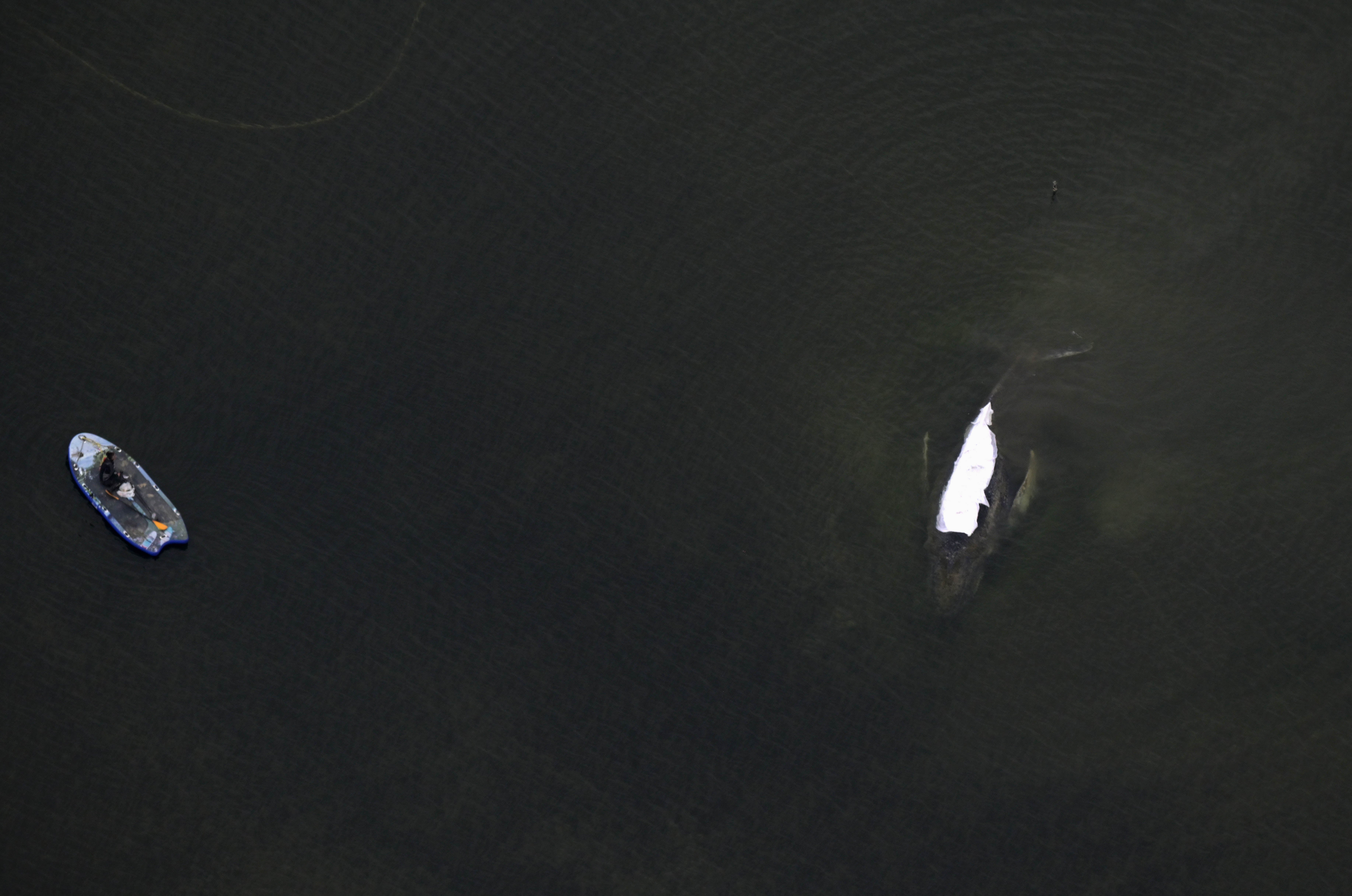 18.04.2026, Mecklenburg-Vorpommern, Wismar: Der Buckelwal vor der Insel Poel. Der R&uuml;cken ist mit T&uuml;chern abgedeckt. (Stefan Sauer/dpa)