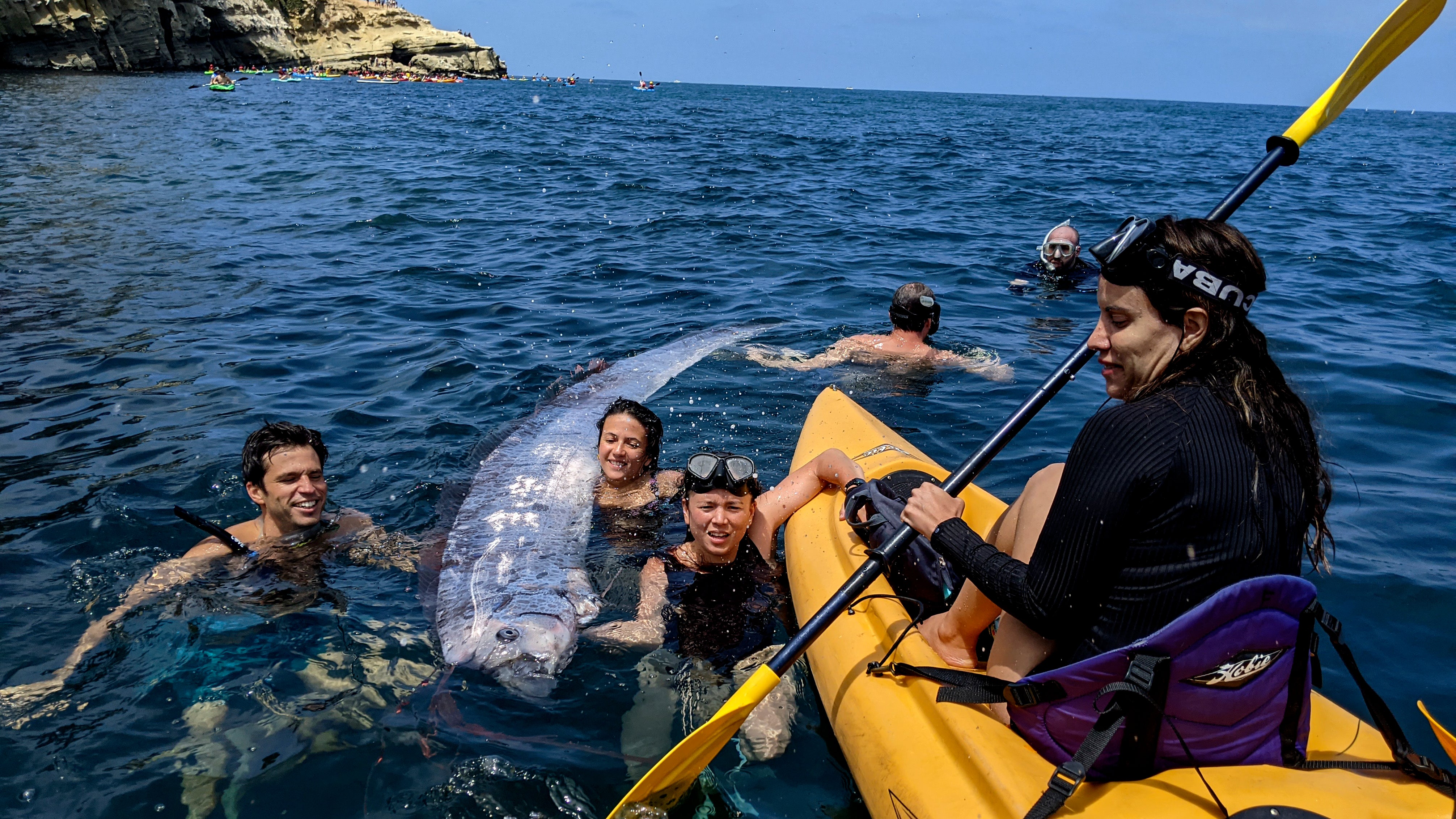 Dieses von der Scripps Institution of Oceanography zur Verf&uuml;gung gestellte Bild zeigt ein Team von Forschern und wissenschaftlich interessierten Schnorchlern, die zusammenarbeiten, um einen toten Riemenfisch aus der La Jolla Cove in Kalifornien zu bergen, Samstag, 10. August 2024. (Michael Wang/The Scripps Institution of Oceanography via AP)
