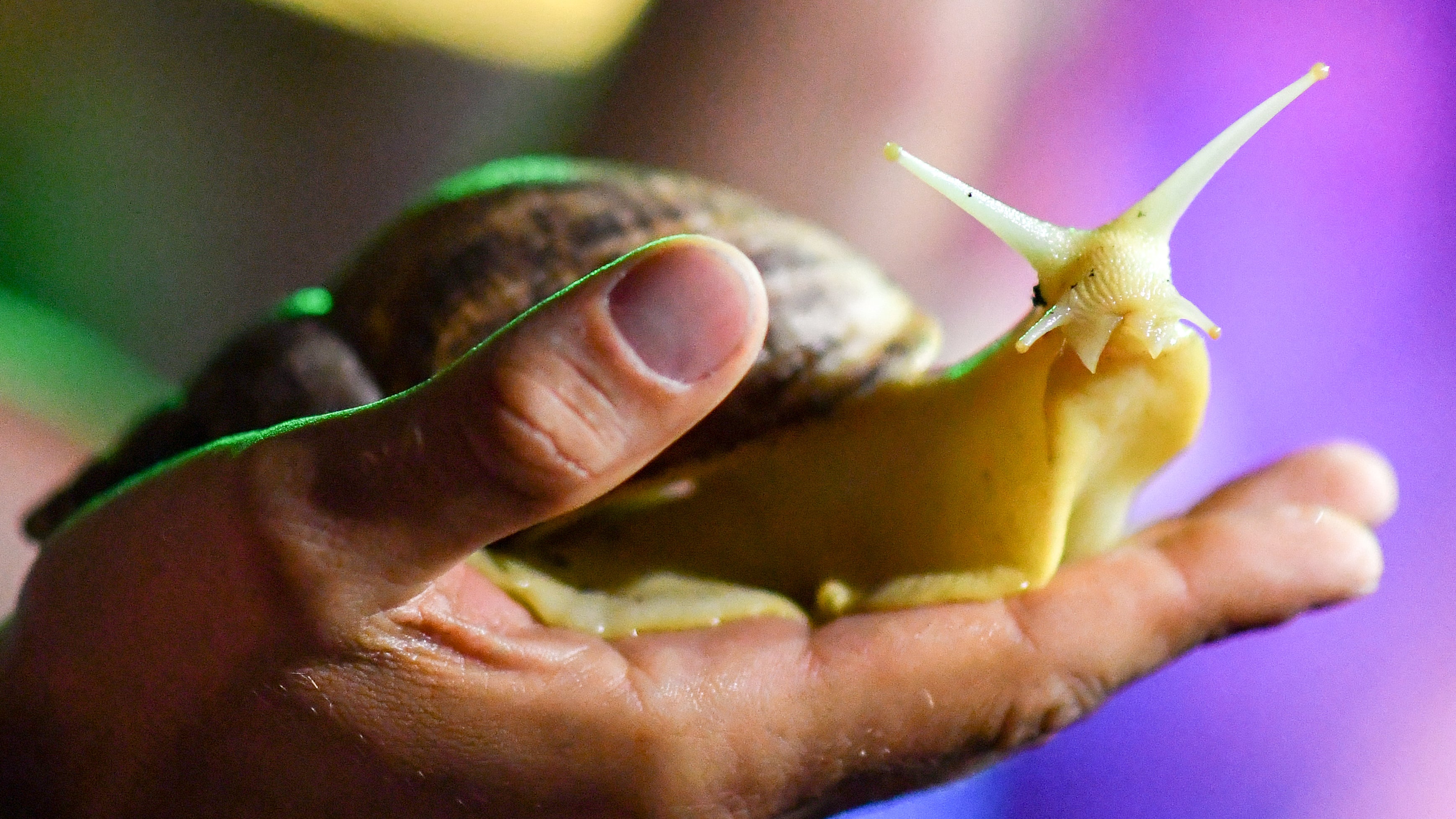 Eine Achatschnecke sitzt auf einer Hand. Riesige Schnecken werden als Haustier immer beliebter. (zu dpa "Universit&auml;t: Riesenschnecken als Haustier k&ouml;nnen gef&auml;hrlich sein") (Jens Kalaene/dpa-Zentralbild/dpa)