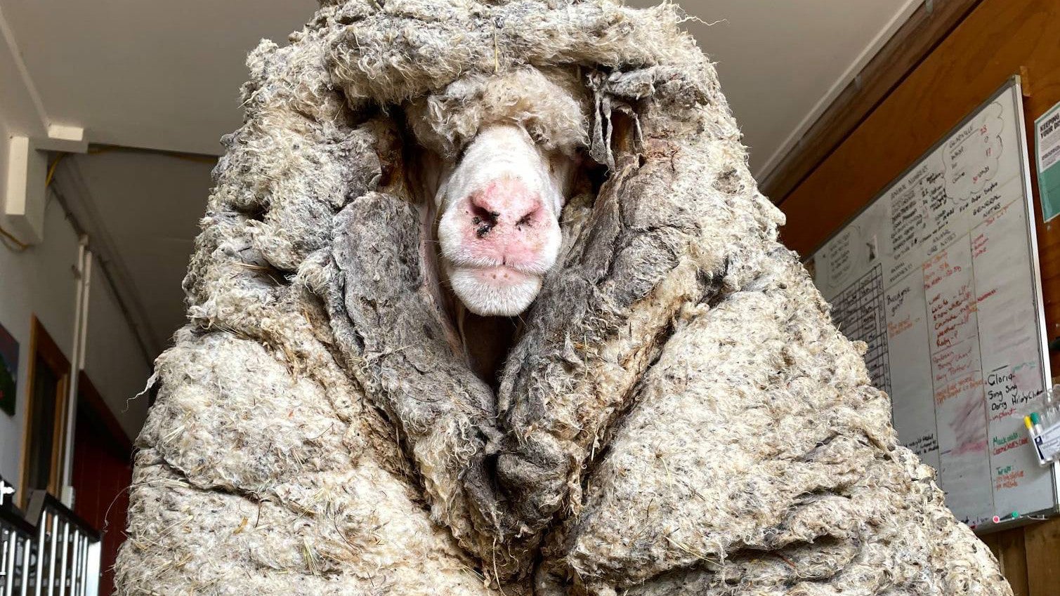 Das wilde Schaf Baarack tr&auml;gt mehr als 35 Kilo schwere Wolle. Das Wildschaf wurde im australischen Bundesstaat Victoria gefunden und von Edgar's Mission Farm Sanctuary in Lancefield gerettet.