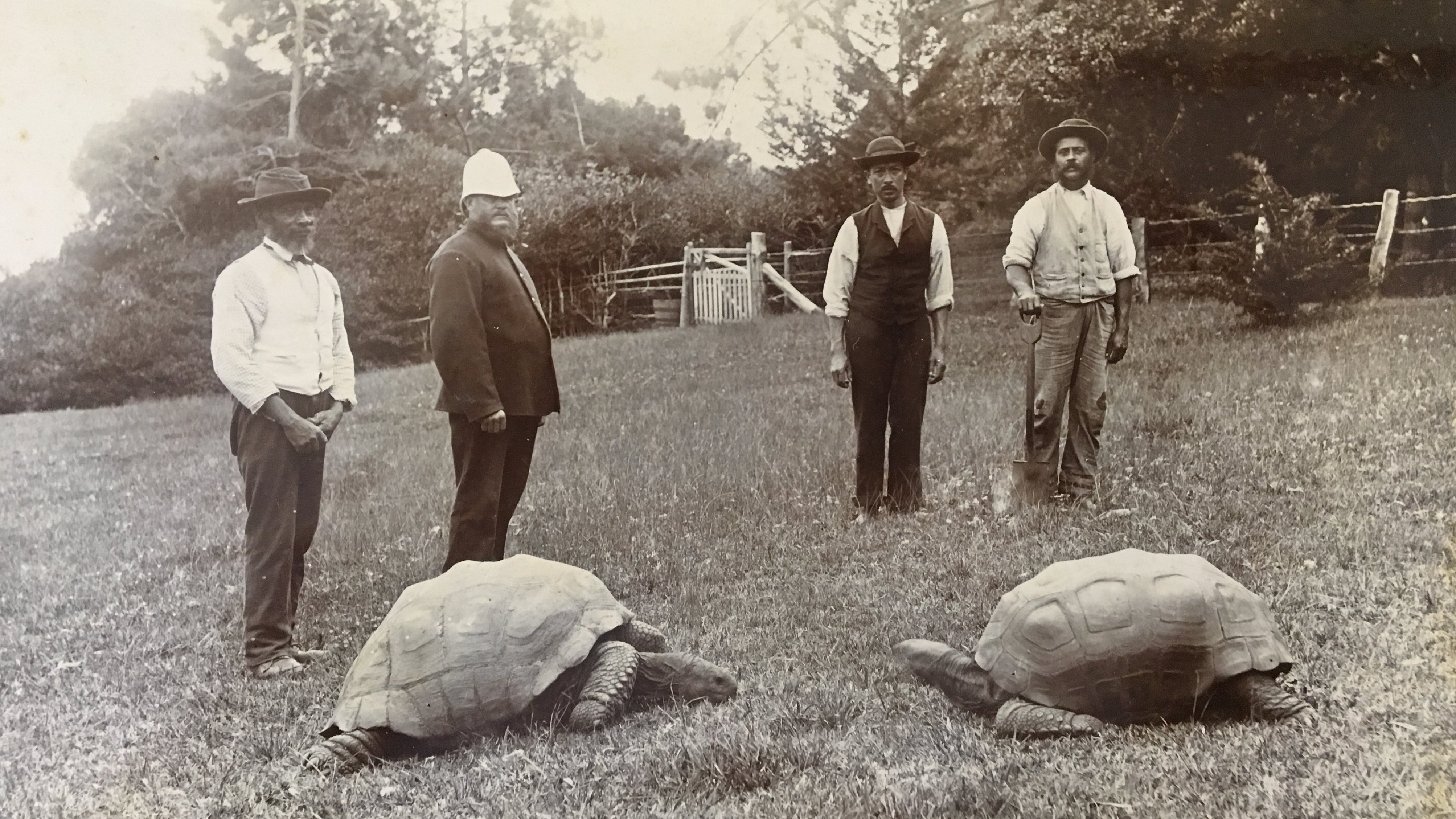 HANDOUT - 17.11.2022, Gro&szlig;britannien, Jamestown: Ein im sp&auml;ten 19. Jahrhundert aufgenommenes Foto zeigt Jonathan (l) im Garten der Gouverneurs-Residenz auf der Insel St. Helena. Jonathan ist die &auml;lteste Schildkr&ouml;te der Welt. Er hat zwei Weltkriege erlebt, den Bau des ersten Wolkenkratzers und die erste Gl&uuml;hbirne. Auf der Insel St. Helena im S&uuml;datlantik feiert Jonathan nun seinen 190. Geburtstag. Foto: ---/ St. Helena Presseamt/dpa - ACHTUNG: Nur zur redaktionellen Verwendung im Zusammenhang mit der aktuellen Berichterstattung und nur mit vollst&auml;ndiger Nennung des vorstehenden Credits +++ dpa-Bildfunk +++