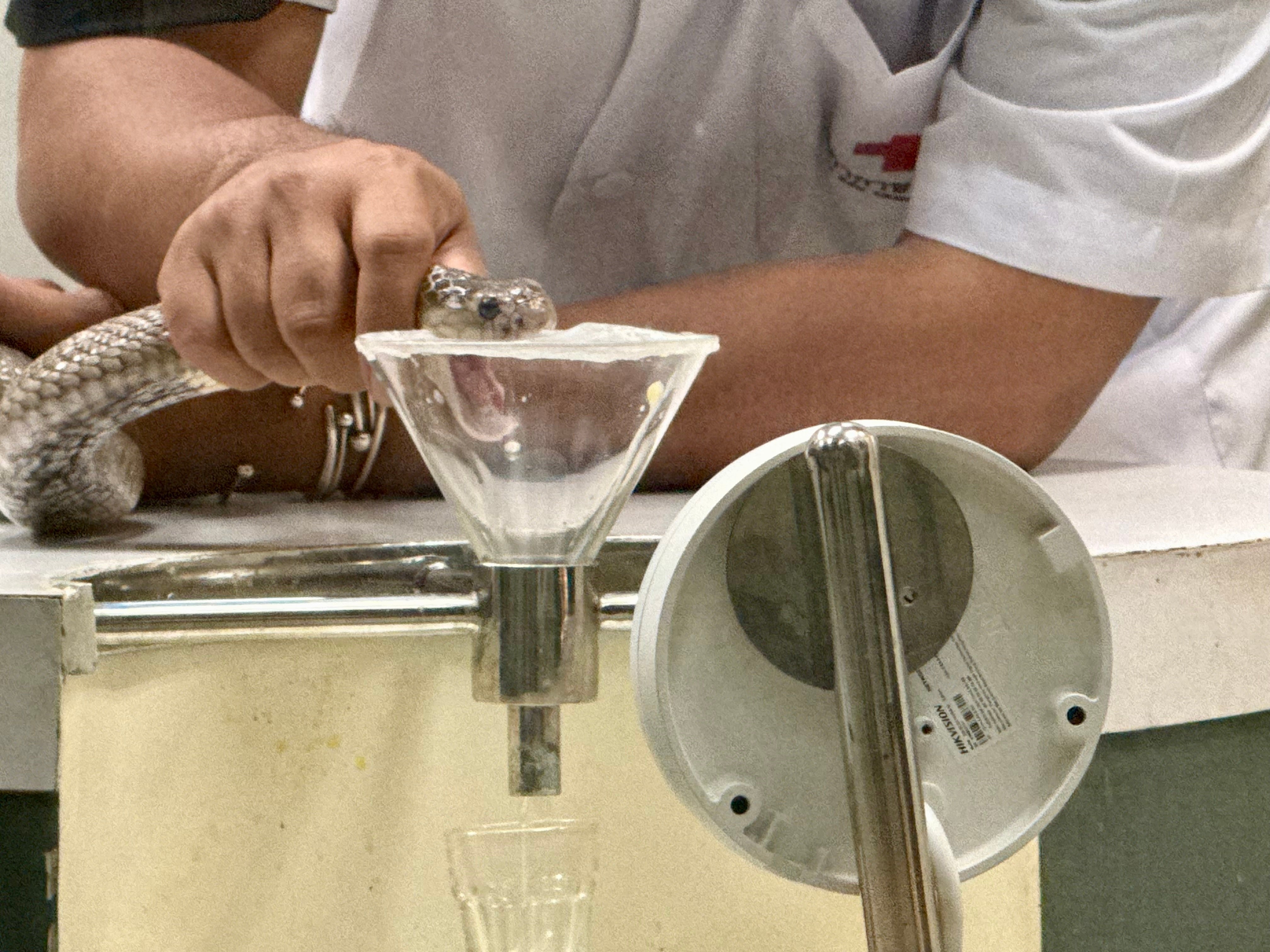 20.01.2026, Thailand, Bangkok: Ein Mitarbeiter h&auml;lt eine Schlange in der Snake Farm des Queen Saovabha Memorial Institute (QSMI) &uuml;ber eine Kunststoffmembran, so dass diese reflexartig zubei&szlig;t. Besucher aus aller Welt k&ouml;nnen dabei zuschauen, wie die Schlangen gemolken werden. Ziel ist die Herstellung von Antiserum. Die Einrichtung gilt als eine der &auml;ltesten ihrer Art weltweit (Carola Frentzen/dpa)
