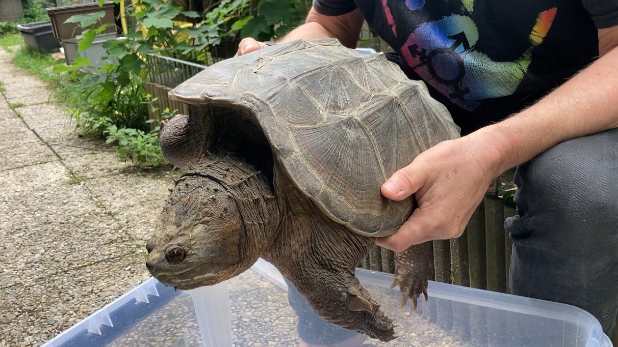 27.06.2024, Bayern, M&uuml;nchen: Ein Mitarbeiter der Auffangstation f&uuml;r Reptilien M&uuml;nchen h&auml;lt eine Schnappschildkr&ouml;te. (Auffangstation f&uuml;r Reptilien M&uuml;nchen/dpa)  ACHTUNG: Nur zur redaktionellen Verwendung und nur mit vollst&auml;ndiger Nennung des vorstehenden Credits +++ dpa-Bildfunk +++

