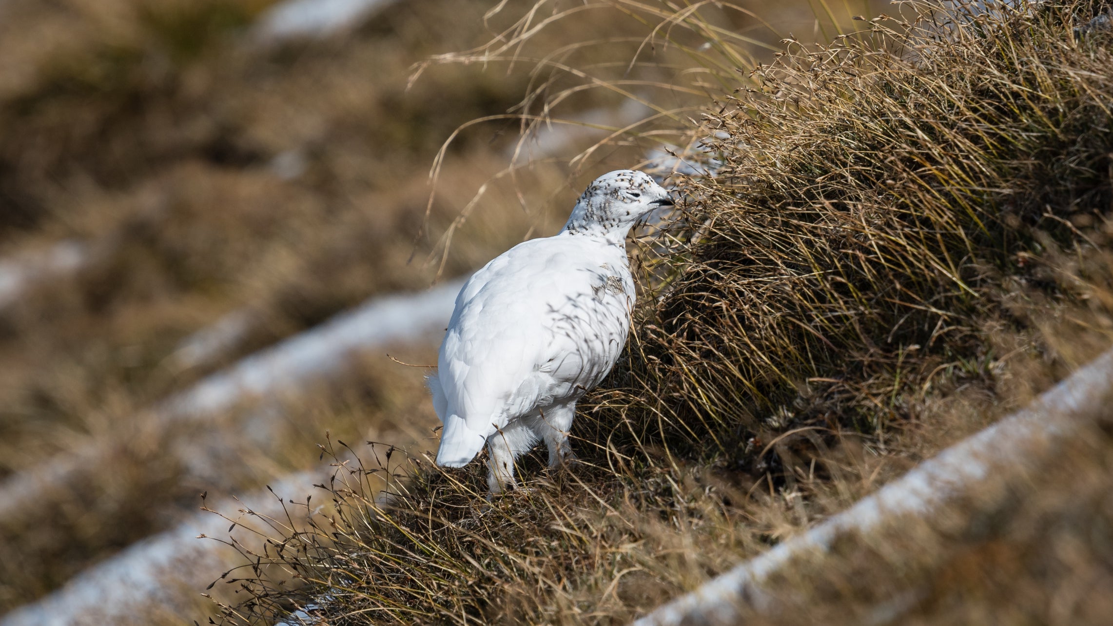 HANDOUT - 01.10.2021, Mittenwald: Ein Alpenschneehuhn mit wei&szlig;em Wintergefieder steht auf einer Wiese im Karwendel. Es hat mangels Schnee keine Tarnung. (zu dpa: &laquo;Schneehuhn im Gr&uuml;nen - Das Leiden der Tiere im milden Winter&raquo;) Foto: Florian Bossert/dpa - ACHTUNG: Nur zur redaktionellen Verwendung im Zusammenhang mit der aktuellen Berichterstattung und nur mit vollst&auml;ndiger Nennung des vorstehenden Credits +++ dpa-Bildfunk +++