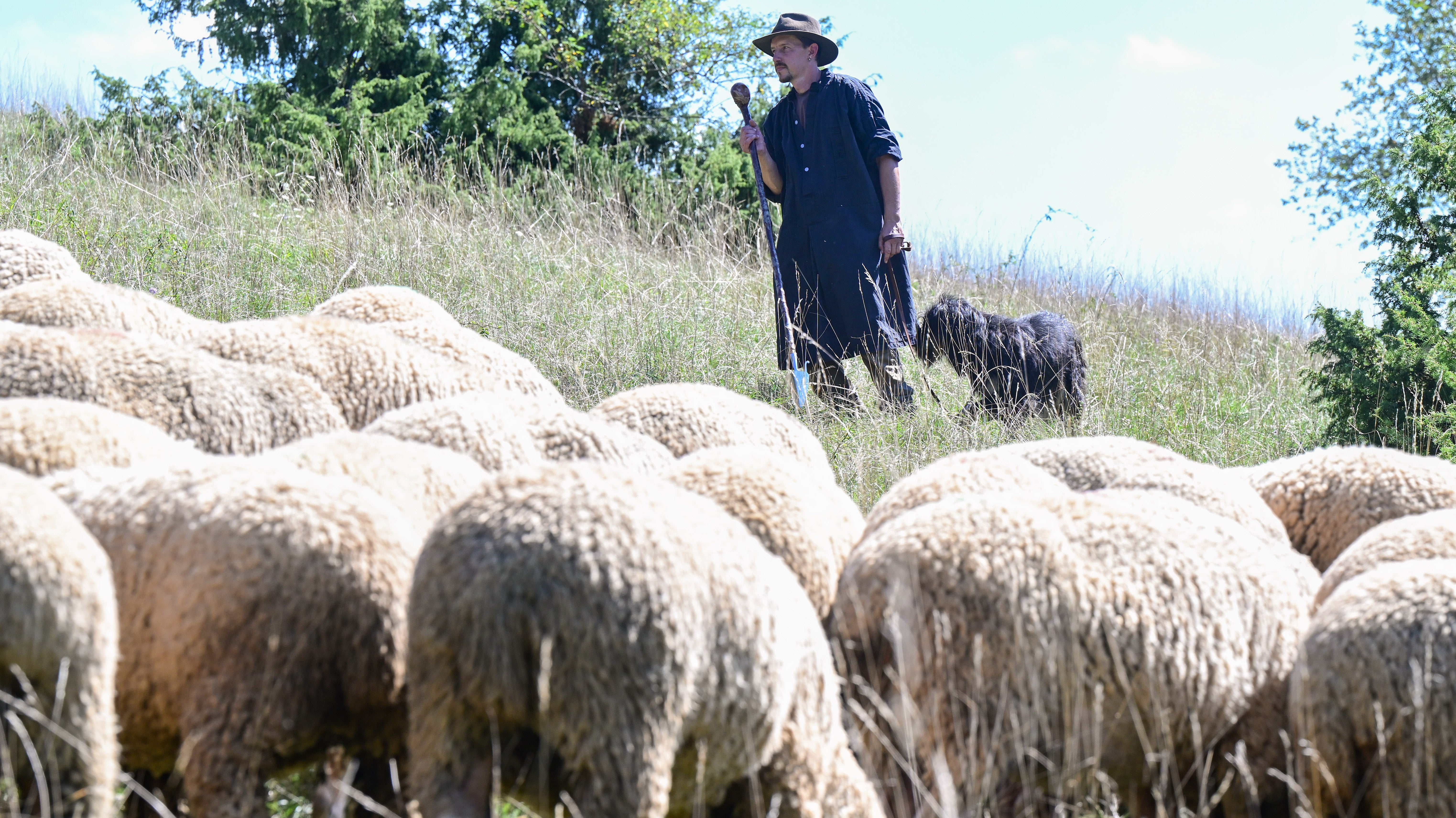 Baden-W&uuml;rttemberg, M&uuml;nsingen: Schafe und L&auml;mmer stehen auf einer Weide des Sch&auml;fers Christian Stotz auf der Schw&auml;bischen Alb. (Bernd Wei&szlig;brod/dpa) 