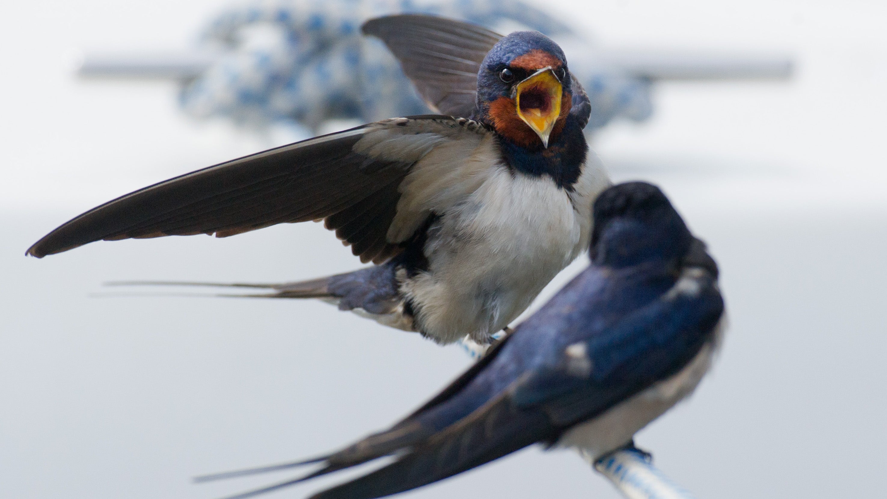 Rauchschwalben sitzen sonnigem Wetter auf einer Festmacherleine eines Schiffes. Das unterk&uuml;hlte Fr&uuml;hlingswetter macht den Schwalben zu schaffen