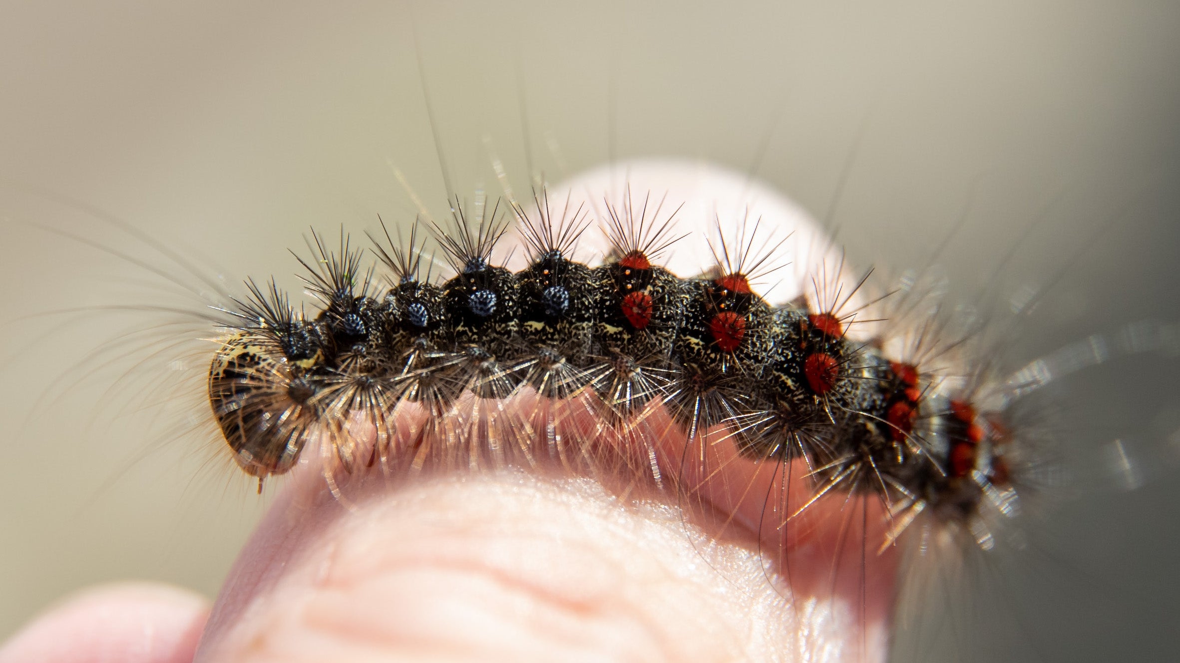 Ein Schwammspinner sitzt auf einem Finger.