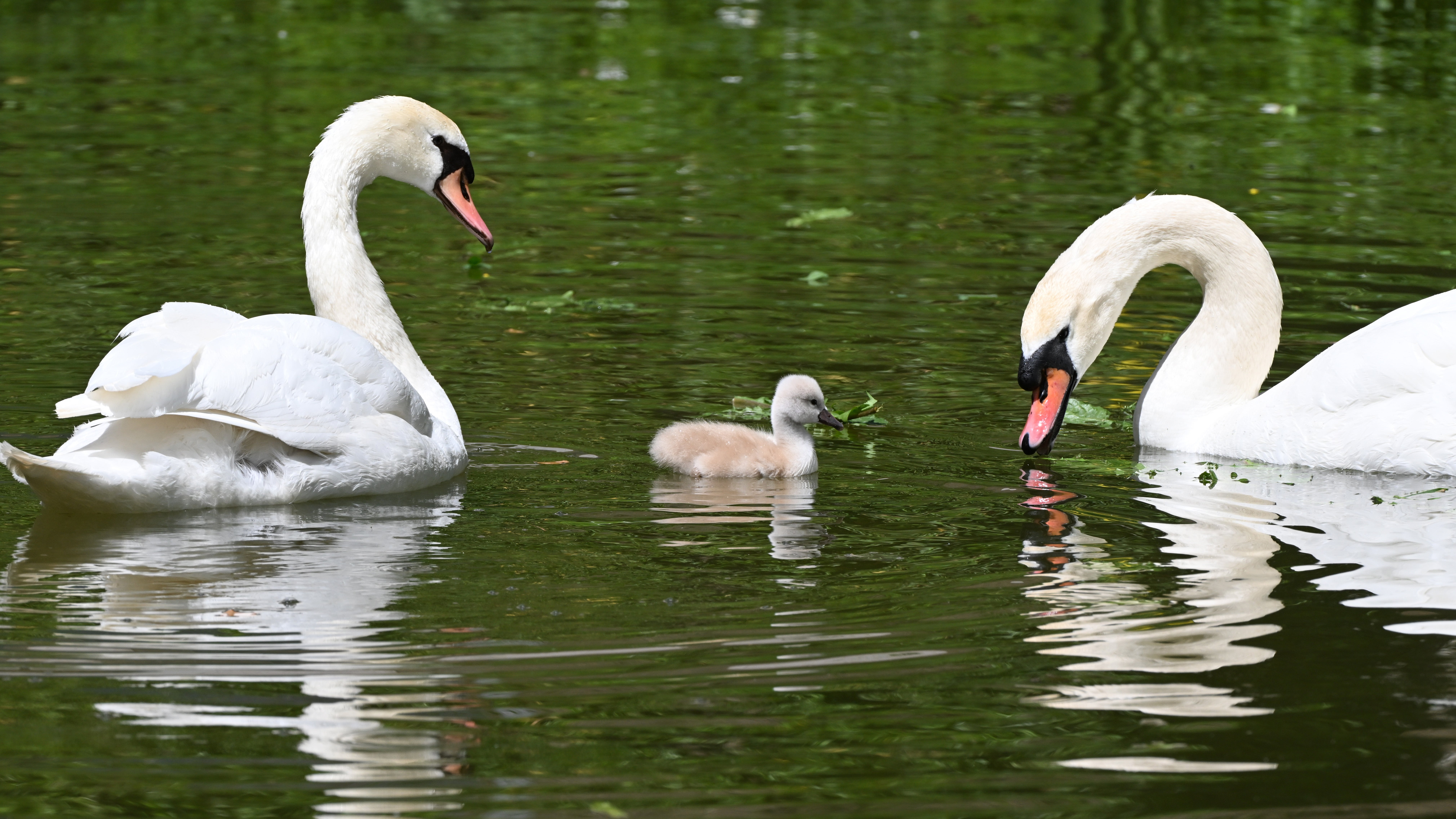 Baden-W&uuml;rttemberg, Holzgerlingen: Verkuppelte Schw&auml;ne in Holzgerlingen haben Nachwuchs bekommen. Das Paar schwimmt im Burggraben begleitet von einem kleinen noch namenlosen K&uuml;ken.