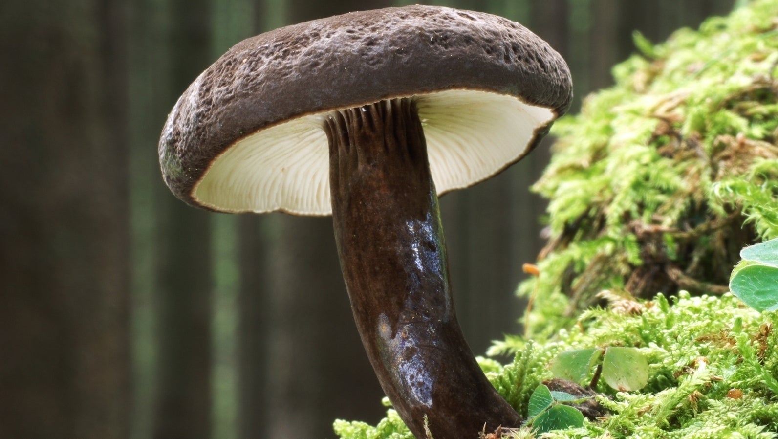 ACHTUNG: Nur zur redaktionellen Verwendung im Zusammenhang mit der aktuellen Berichterstattung und nur mit vollst&auml;ndiger Nennung des vorstehenden Credits

01.10.2026, Sachsen, Breitenbrunn: Ein Schwarzkopf-Milchling w&auml;chst in einem Wald. (Gerhard-Schuster/Deutsche Gesellschaft f&uuml;r Mykologie/dpa)
