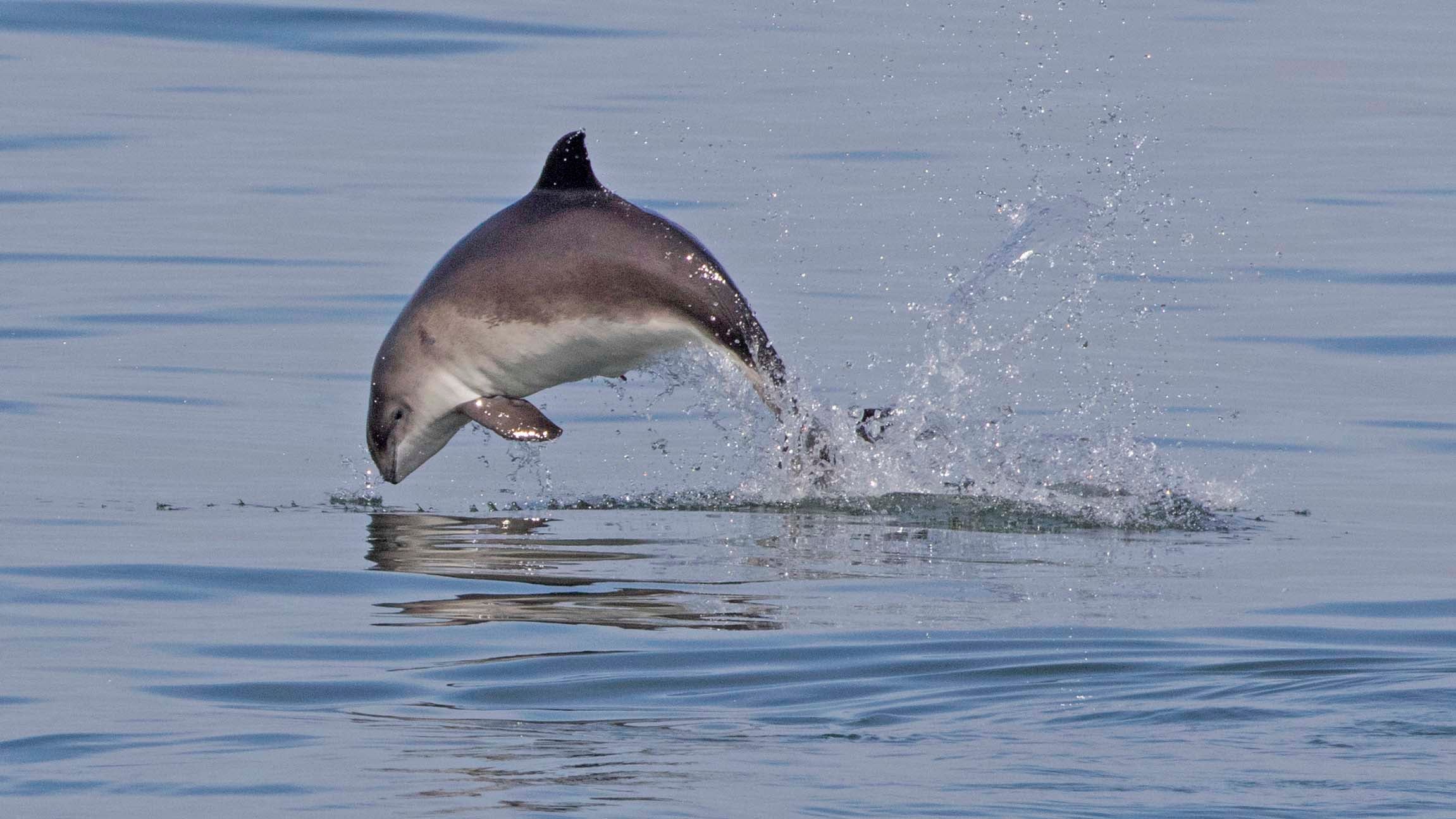 HANDOUT - 05.08.2018, ---, Ostsee: Normalerweise sind Schweinswale eher scheu und kommen selten ganz aus dem Wasser. Dieser junge Wal ist vermutlich gerade auf der Jagd nach Fisch. (zu dpa "Wildtierstiftung k&uuml;rt Schweinswal zum Tier des Jahres 2021") Foto: Heloise Hamel/SDU/ITAW-TiHo/dpa - ACHTUNG: Nur zur redaktionellen Verwendung im Zusammenhang mit der aktuellen Berichterstattung zu der Meldung "Tier des Jahres 2022 der Deutschen Wildtier Stiftung ist der Schweinswal" und nur mit vollst&auml;ndiger Nennung des vorstehenden Credits +++ dpa-Bildfunk +++