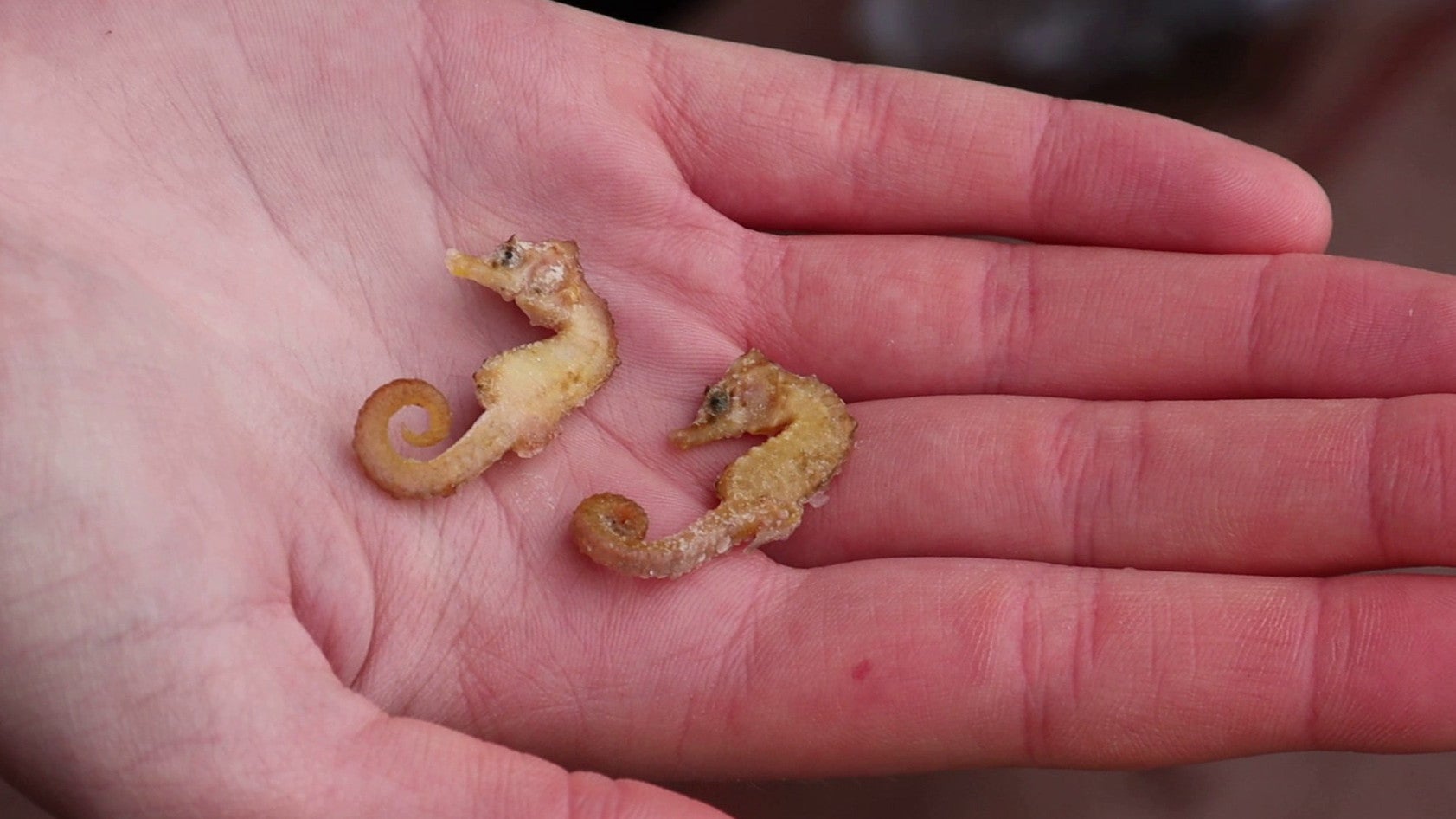 18.01.2022, Niedersachsen, Wangerooge: Zwei leblose Kurzschn&auml;uzige Seepferdchen (Hippocampus hippocampus) liegen in der Hand eines Naturschutzwartes. Die beiden Seepferdchen wurden an der Nordseek&uuml;ste gefunden. (Peter Kuchenbuch-Hanken/dpa)