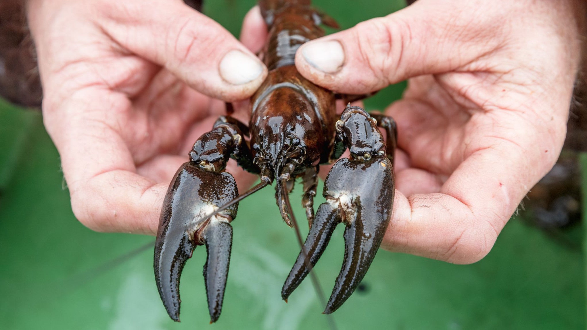 23.09.2021, Schleswig-Holstein, Schleswig: Schleifischer J&ouml;rg Nadler zeigt einen gefangenen Signalkrebs. Die invasive Art stellt eine Gefahr f&uuml;r ihre streng gesch&uuml;tzten einheimischen Verwandten dar. (Markus Scholz/dpa)