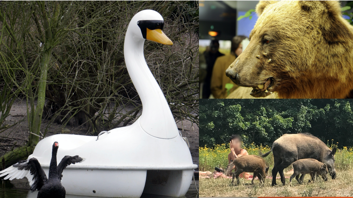 Schw&auml;nin Petra, B&auml;r Bruno und das Wildschwein vom Teufelssee