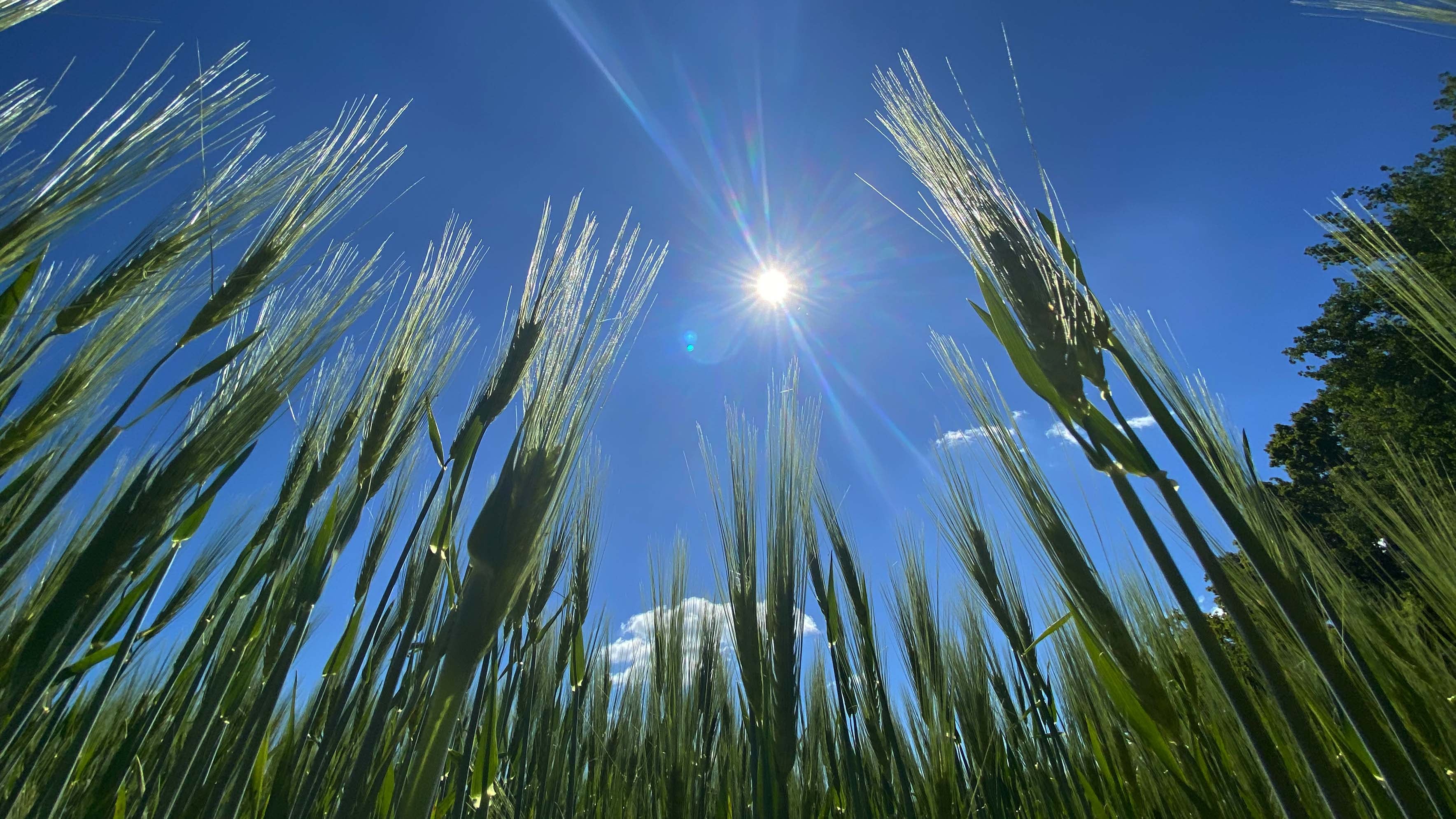 ARCHIV - 17.05.2020, Brandenburg, M&uuml;nchehofe: &Auml;hren ragen im brandenburgischen M&uuml;nchehofe in den Himmel. (zu dpa: "DWD: Der Fr&uuml;hling war sehr sonnig und zu trocken") Foto: Paul Zinken/dpa-Zentralbild/dpa +++ dpa-Bildfunk +++