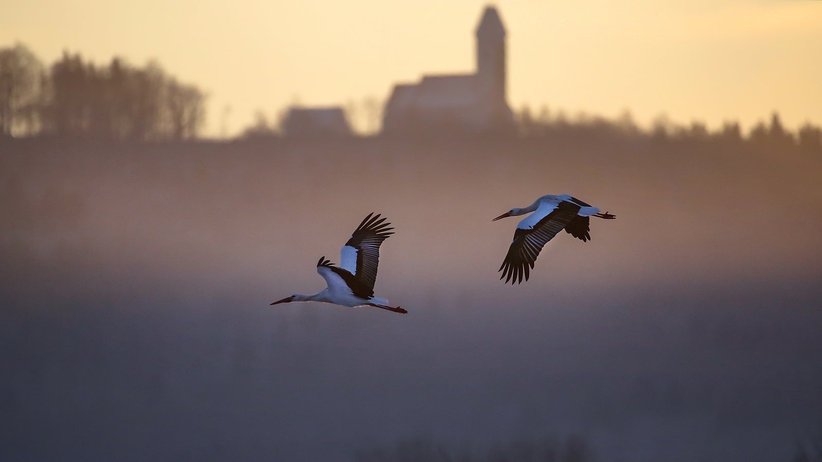 03.12.2021, Baden-W&uuml;rttemberg, Unlingen: Zwei St&ouml;rche fliegen kurz nach Sonnenaufgang &uuml;ber ein Naturschutzgebiet. Im Hintergrund ist die Wallfahrtskirche auf dem Berg Bussen zu sehen. Foto: Thomas Warnack/dpa +++ dpa-Bildfunk +++